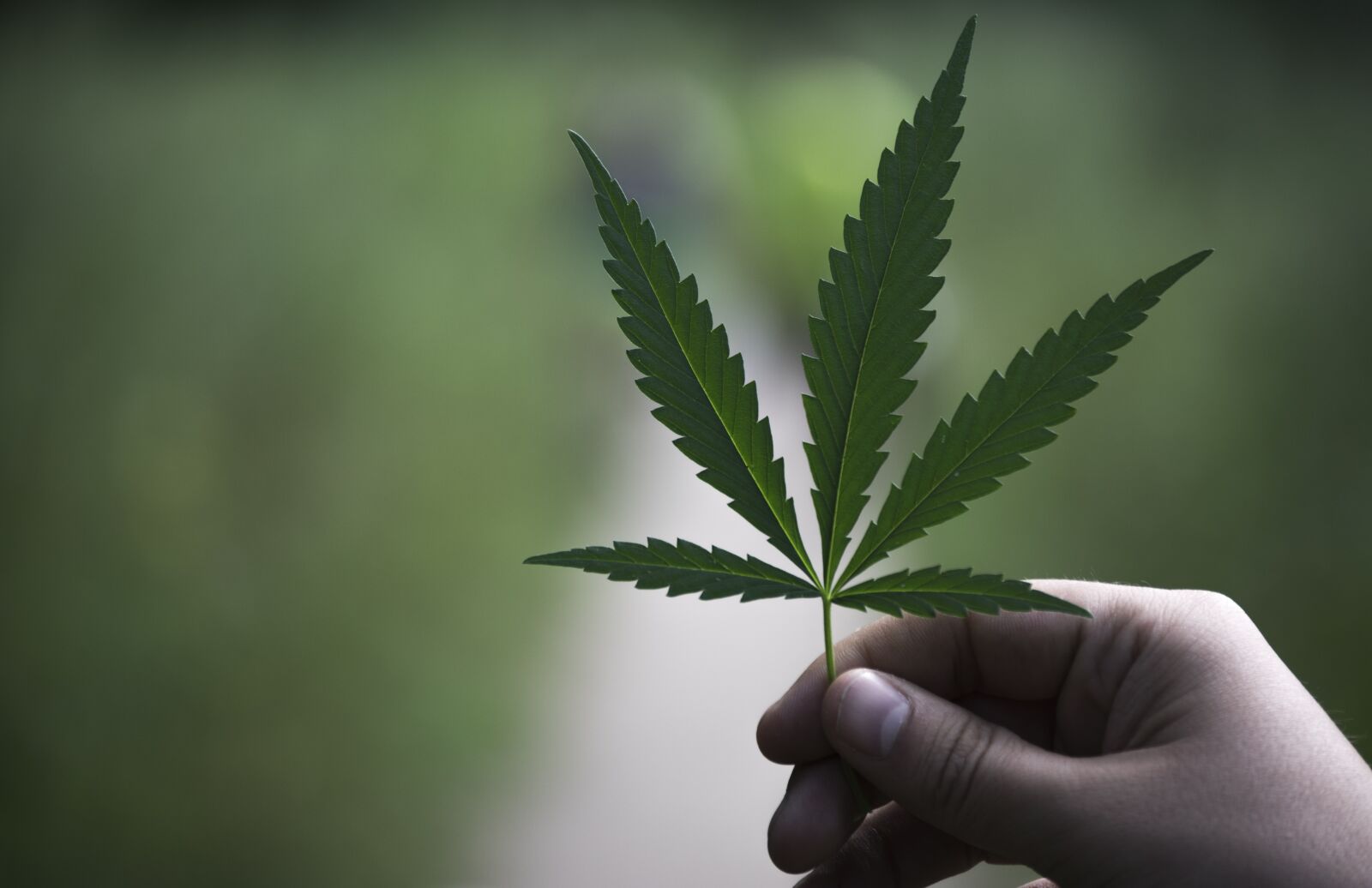 Nikon D3400 sample photo. Hemp, plant, grass photography