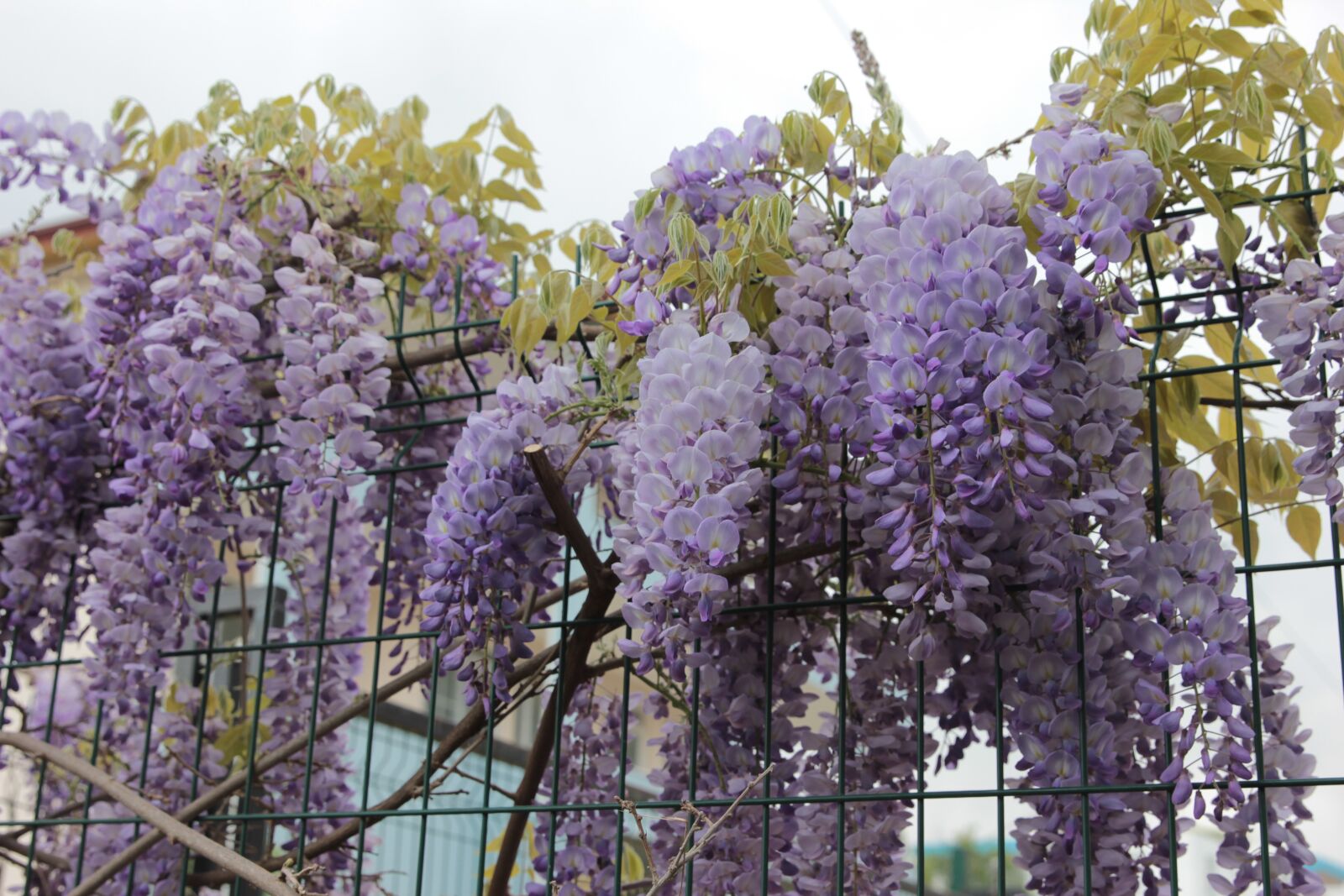 Canon EOS 550D (EOS Rebel T2i / EOS Kiss X4) sample photo. Purple bunches, ivy, wall photography