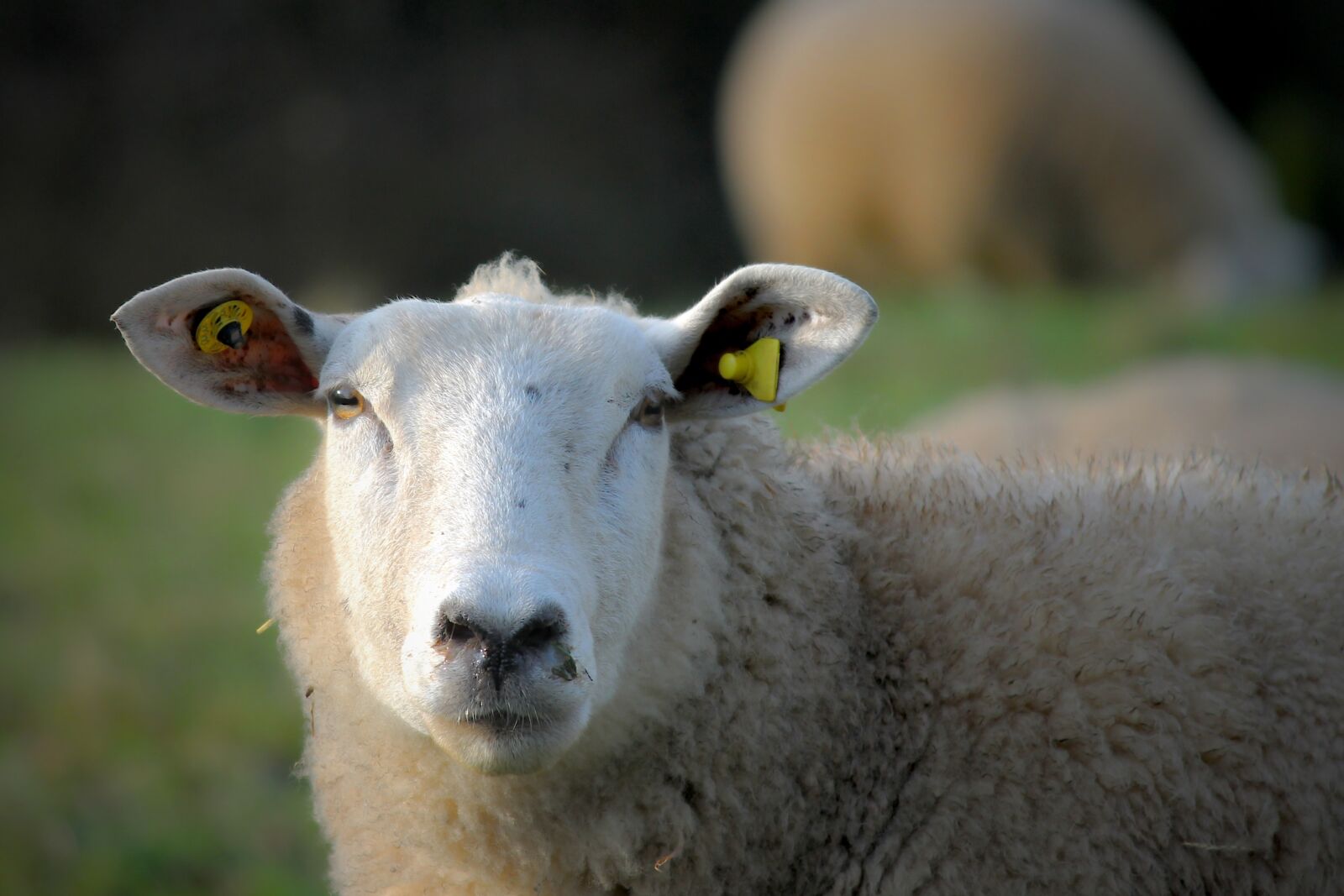 Canon EOS 1100D (EOS Rebel T3 / EOS Kiss X50) sample photo. Sheep, livestock, head photography