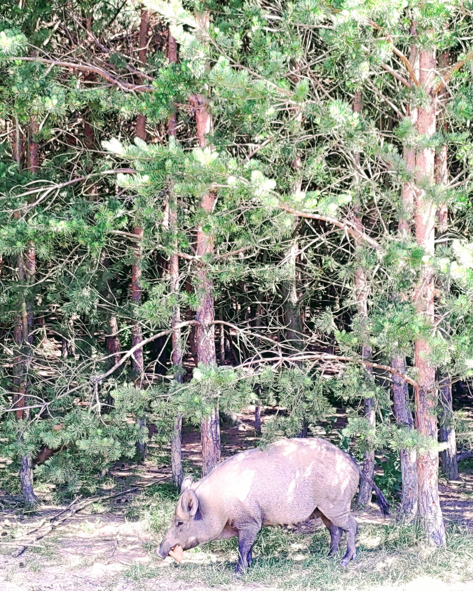 ASUS I01WD sample photo. Pig, wild boar, the photography