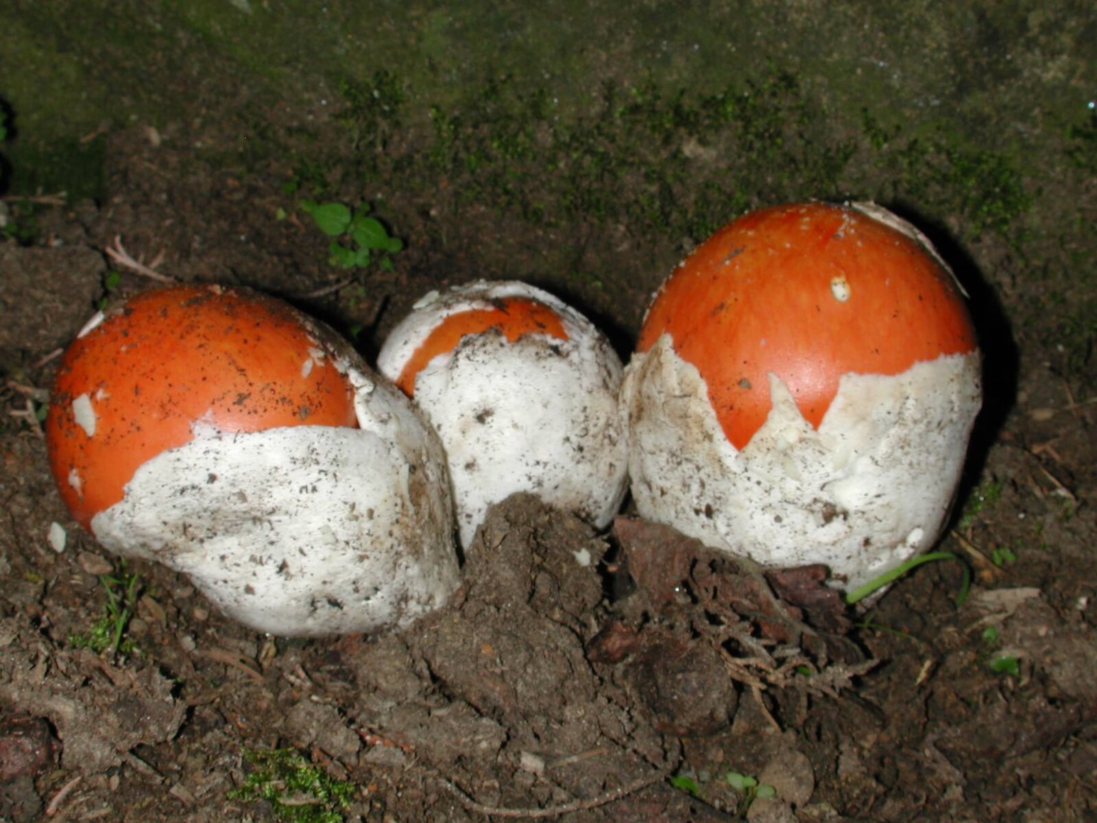 Nikon E990 sample photo. Toxic red mushroom, danger photography