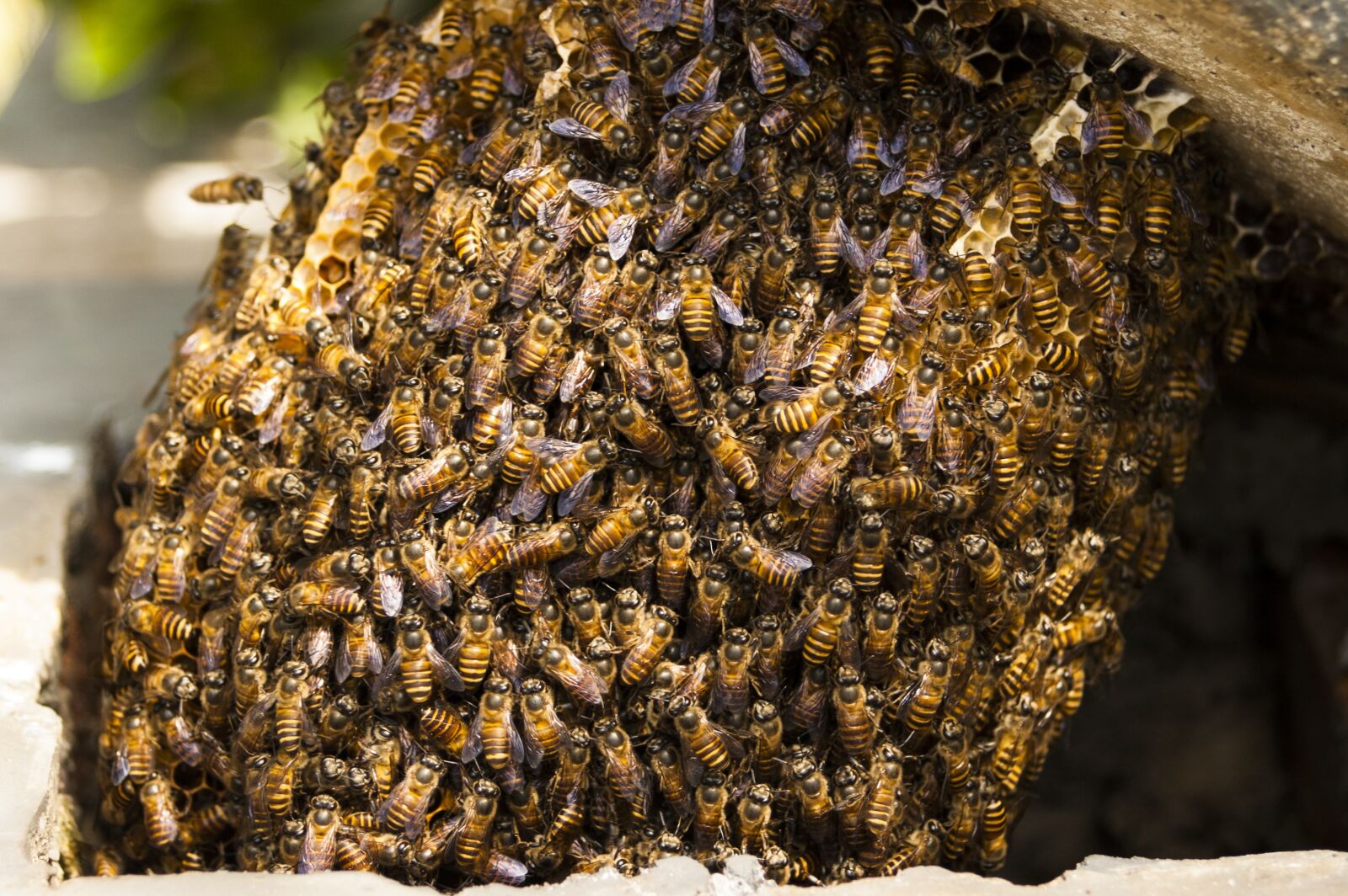Nikon D70s sample photo. Bees, hive, honey photography