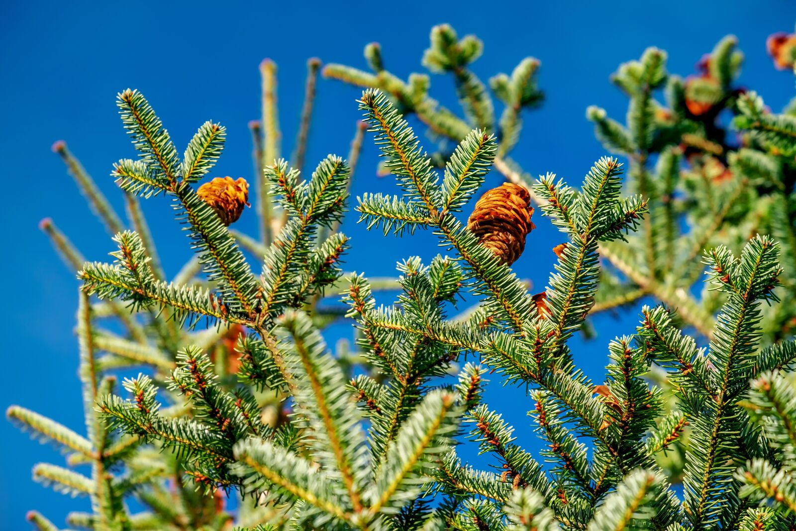 Fujifilm XF 55-200mm F3.5-4.8 R LM OIS sample photo. Fir tree, tree, nature photography