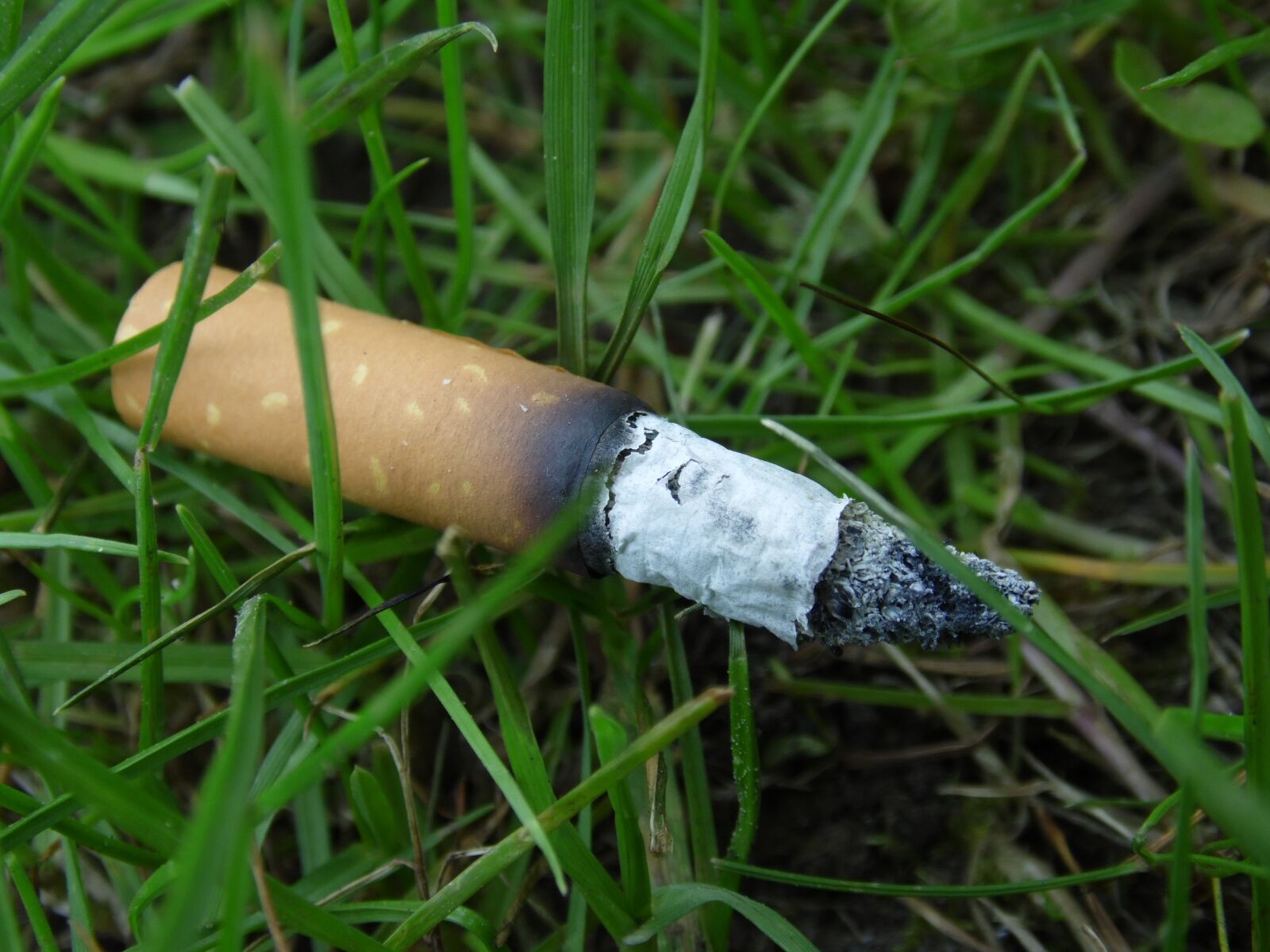 Samsung WB100/  WB101 sample photo. Cigarette, nature, contrast photography