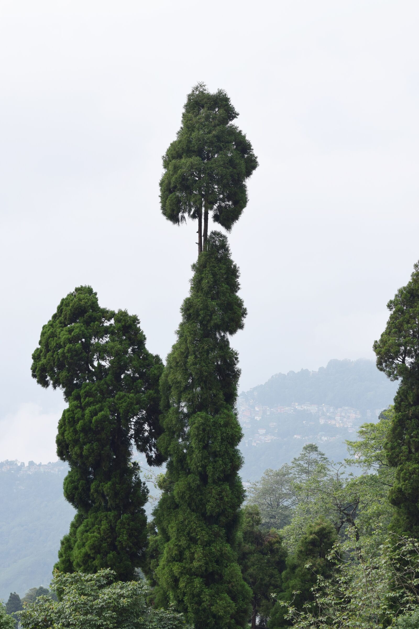 Nikon D3300 sample photo. Tree, mountain, landscape photography