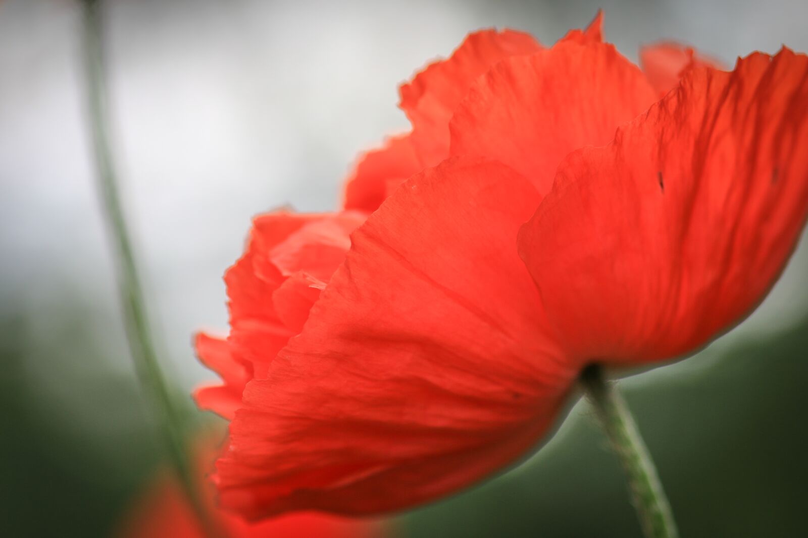 Canon EOS 70D sample photo. Poppy, flower, summer photography