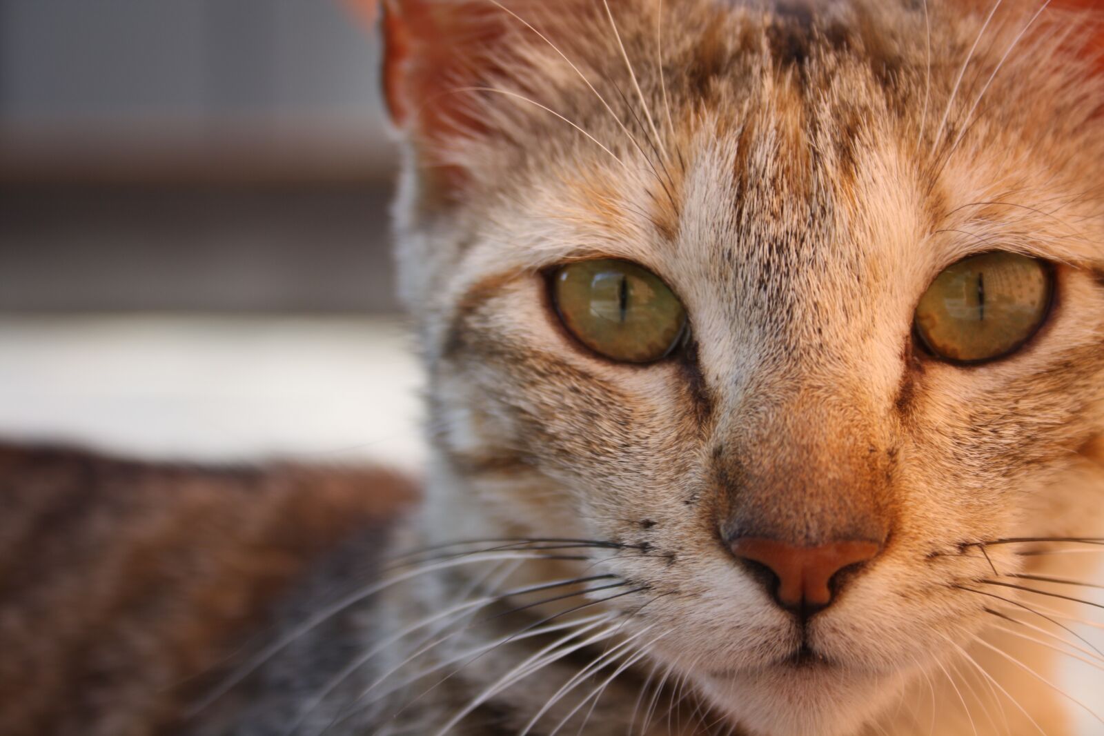 Canon EF-S 18-55mm F3.5-5.6 II sample photo. Cat, animal, pet photography