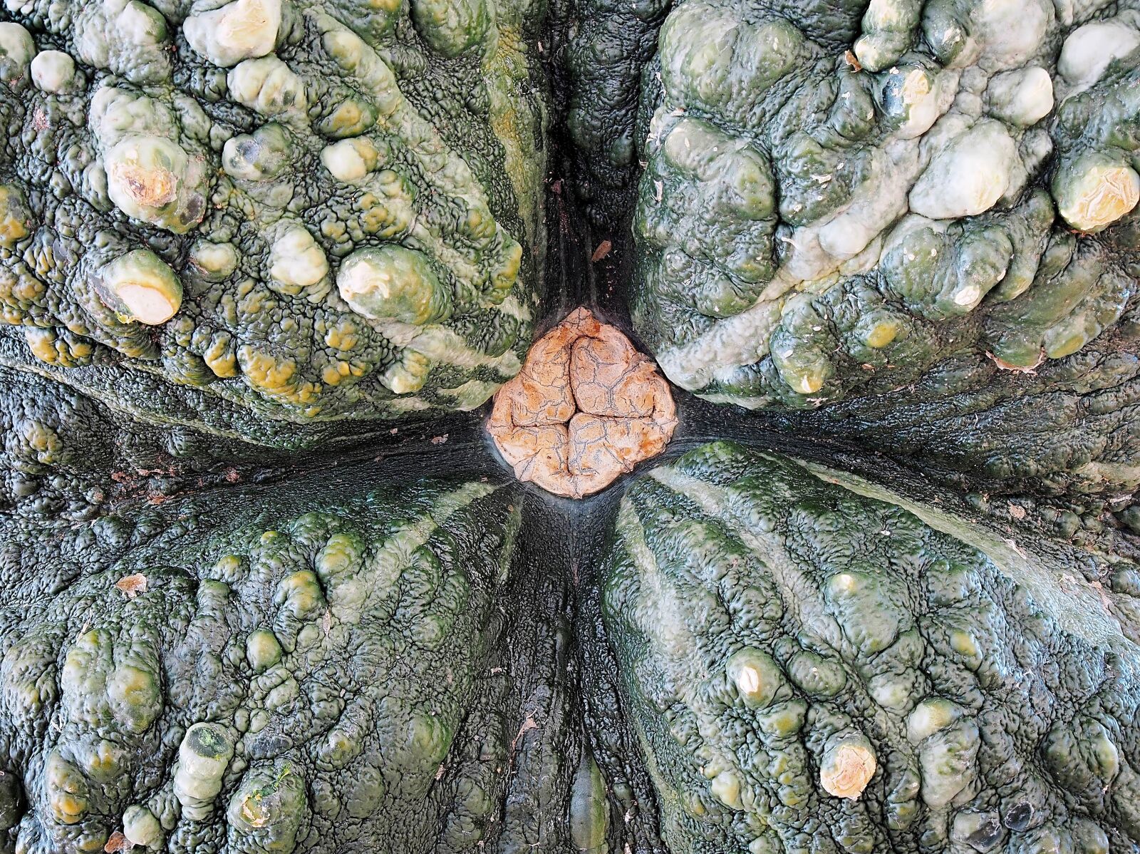 Olympus OM-D E-M5 sample photo. Pumpkin, squash, marina di photography