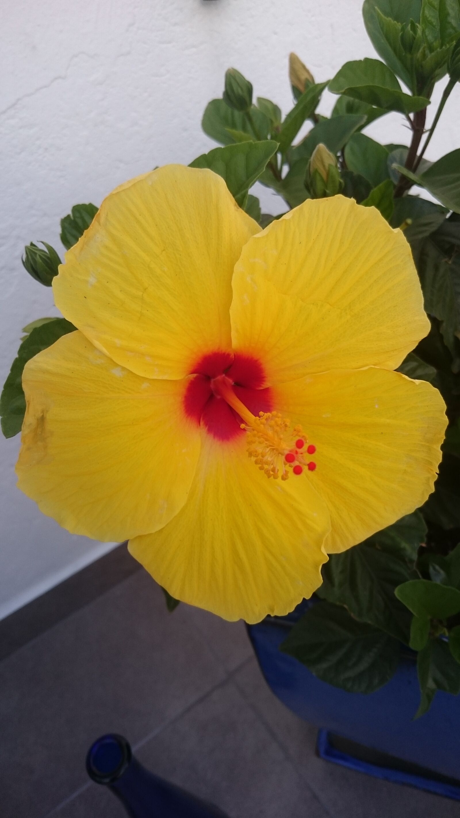 Sony Xperia Z3 sample photo. Yellow, sun, flower photography