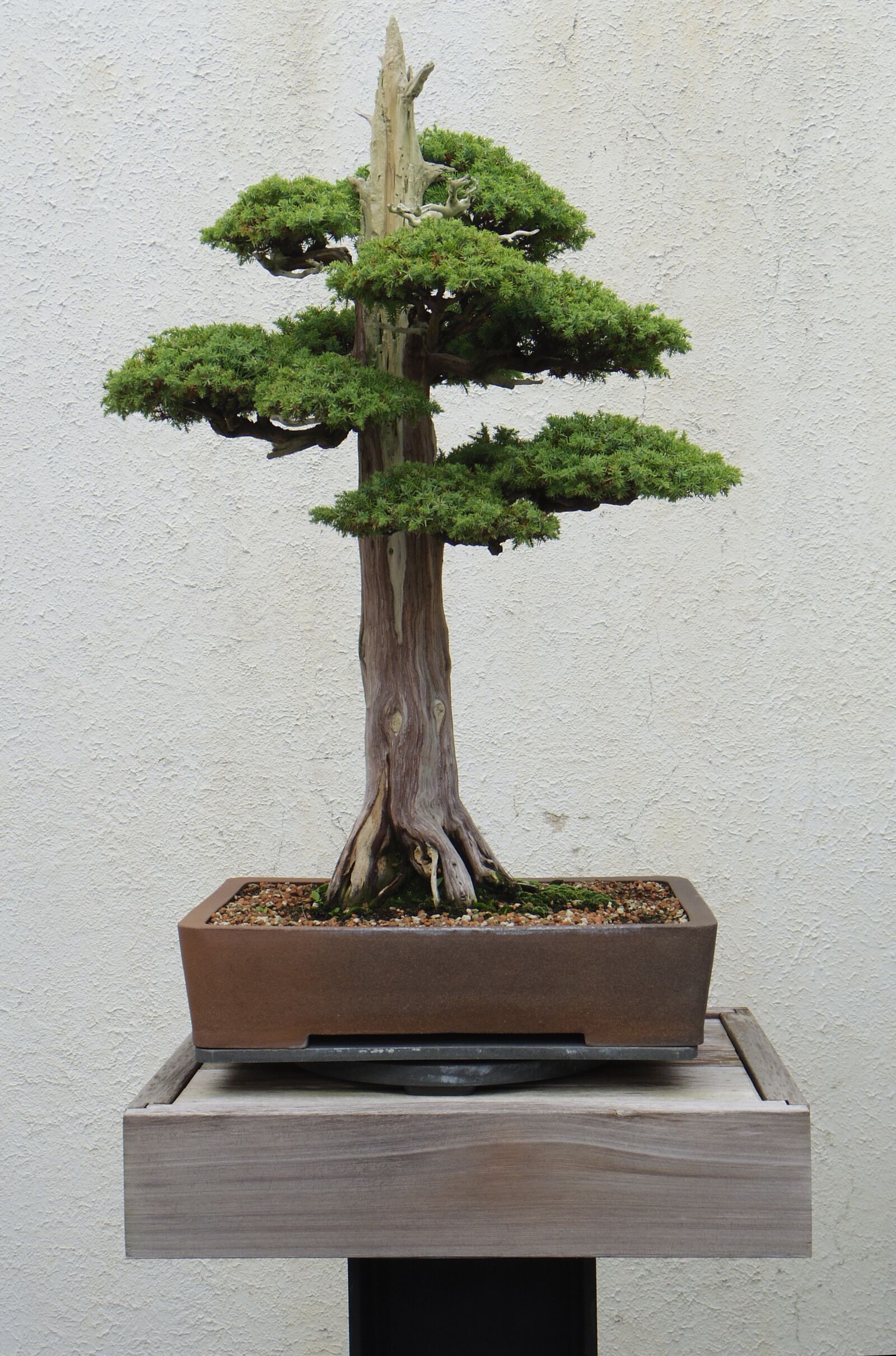 Pentax Q10 sample photo. Bonsai, tree, plant photography
