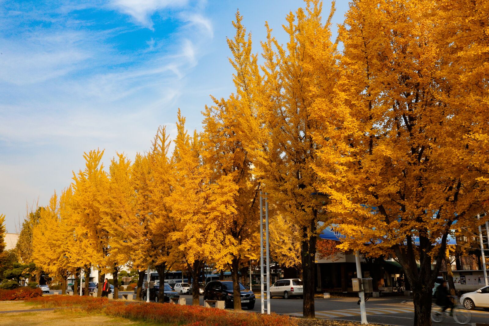 Canon EOS 6D + Canon EF 17-40mm F4L USM sample photo. Autumn, ginkgo, autumn leaves photography
