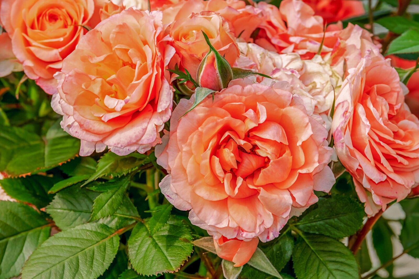 Fujifilm X-T10 sample photo. Roses, bloom, rosenstock photography