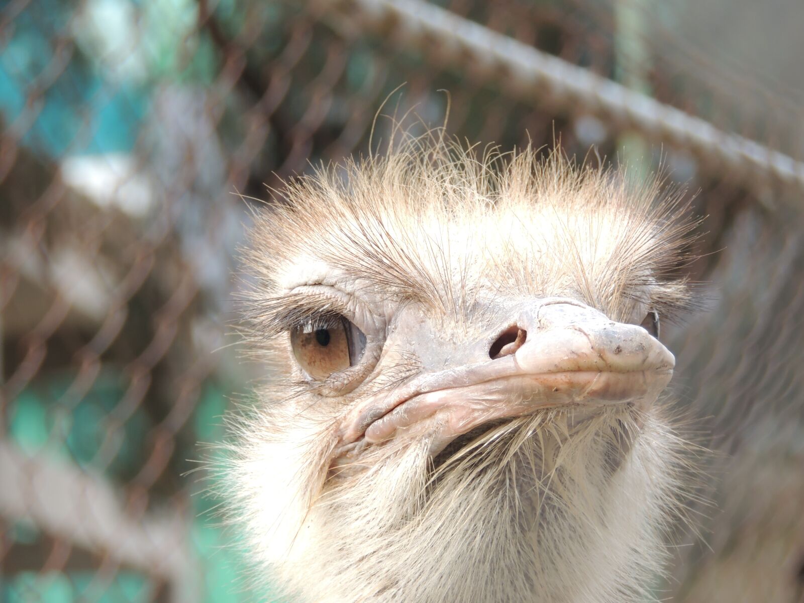 Nikon Coolpix P510 sample photo. Bird, ostrich, head photography