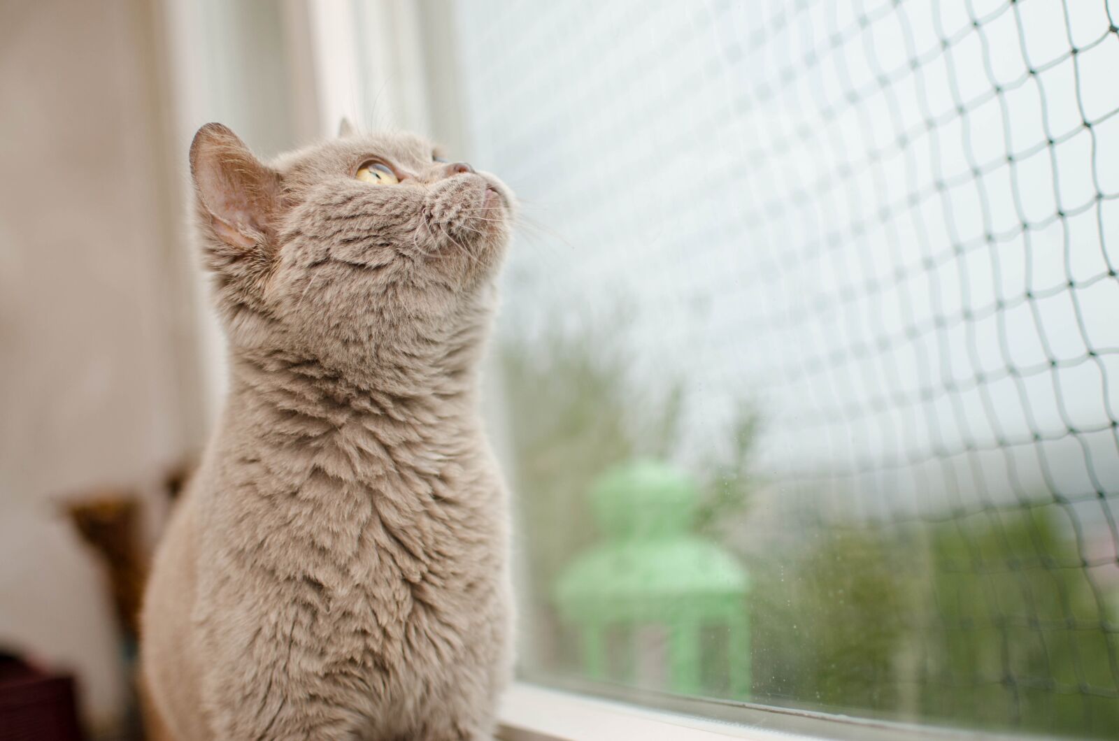 Nikon D7000 sample photo. Cat, the grid, window photography