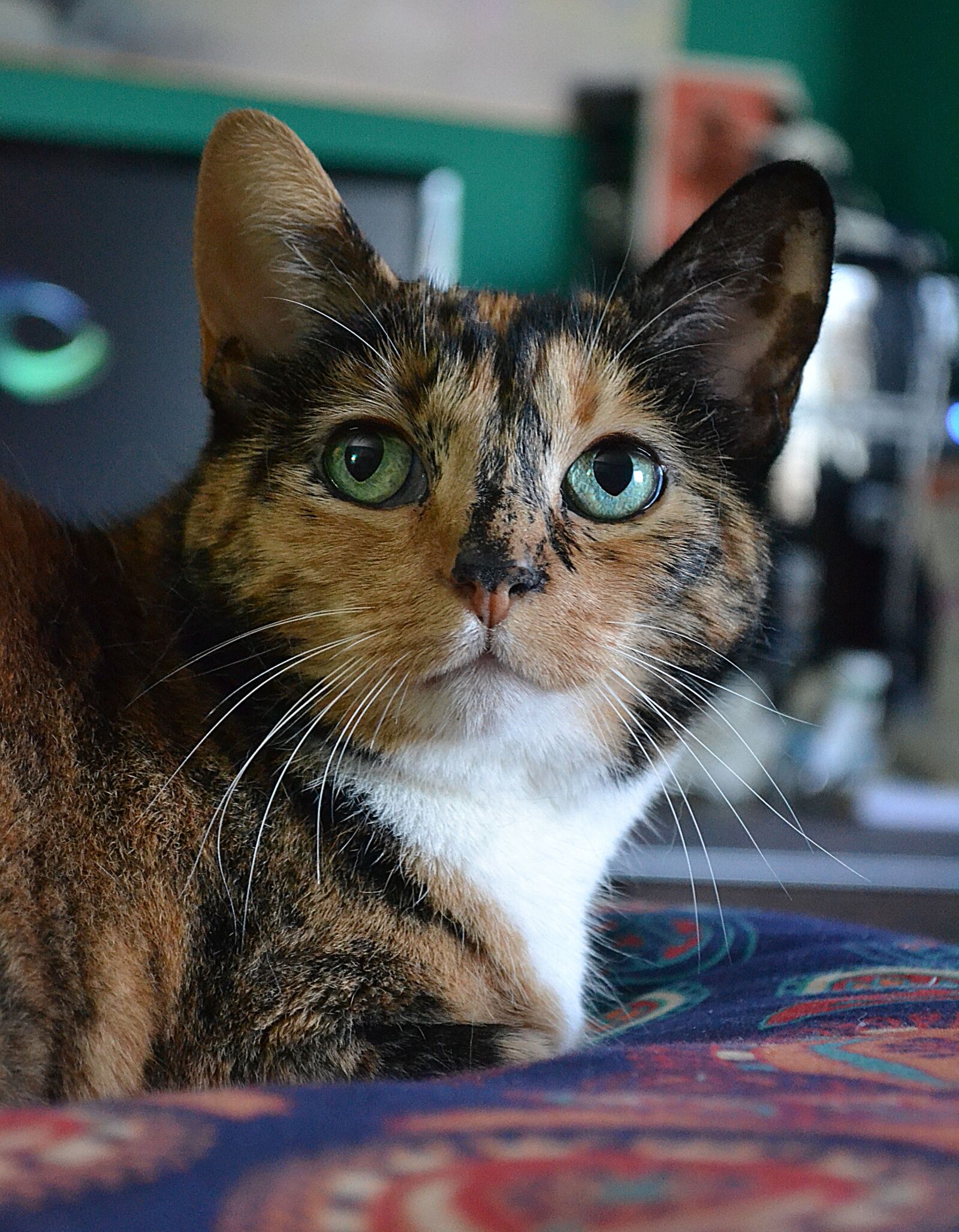 Nikon D3100 sample photo. Cat, portrait, animal photography