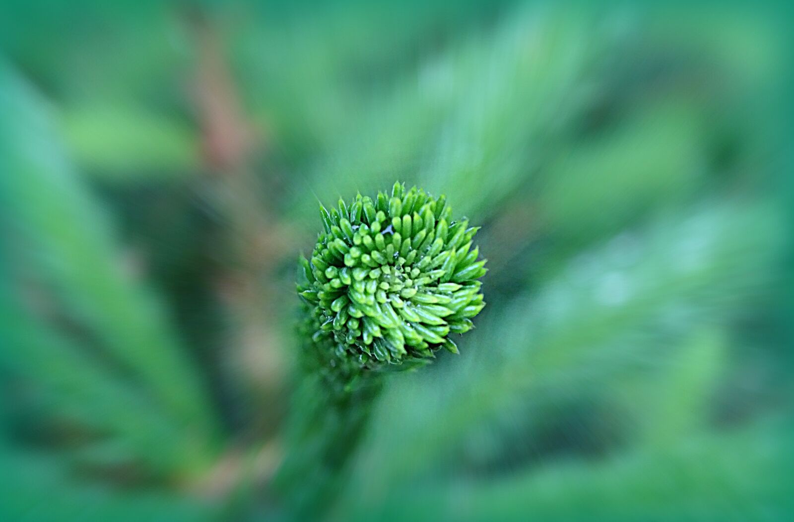 Sony Cyber-shot DSC-HX400V sample photo. Pine, wood, forest photography