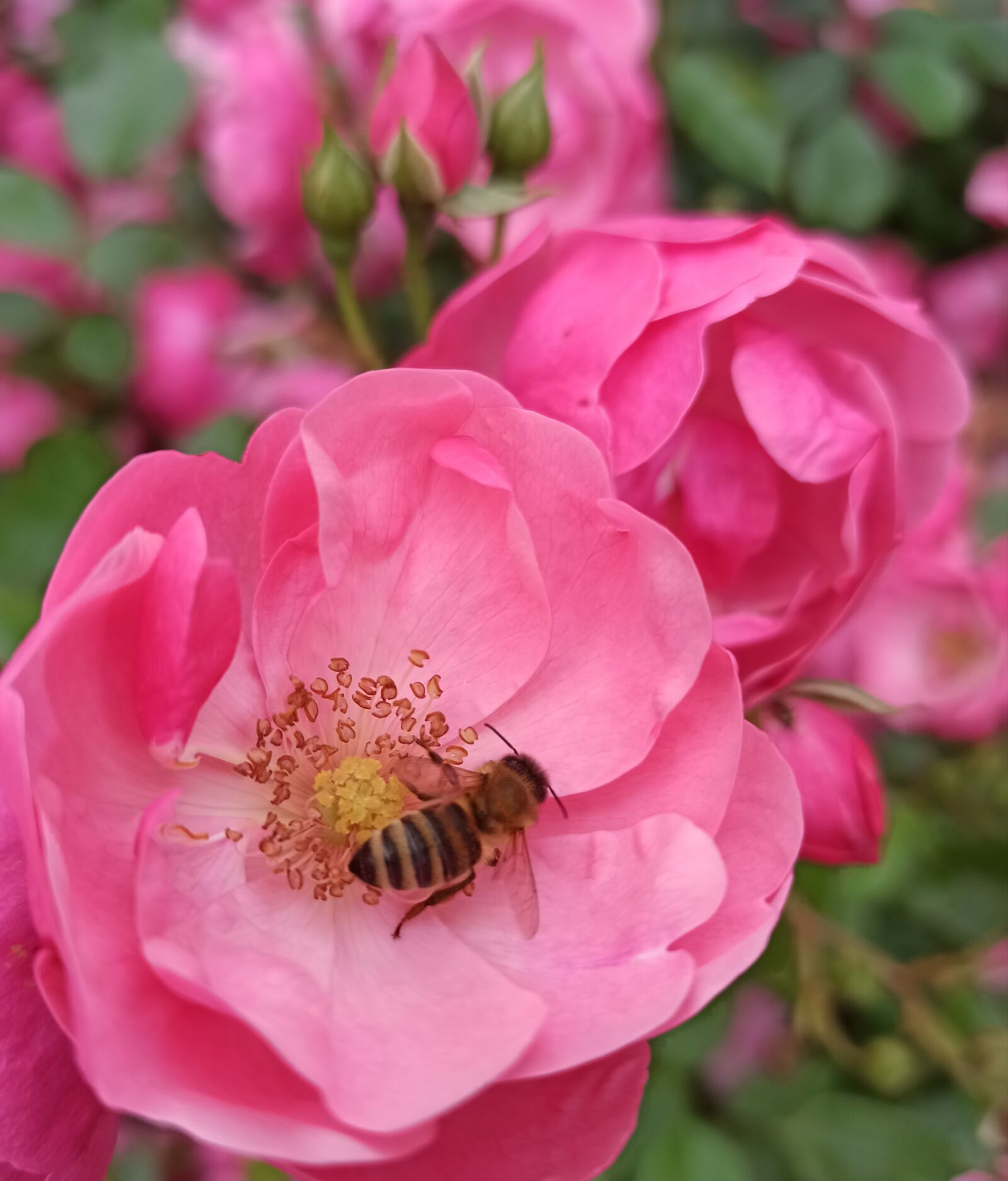 Xiaomi Redmi Note 8 Pro sample photo. Rose, bee, blossom photography