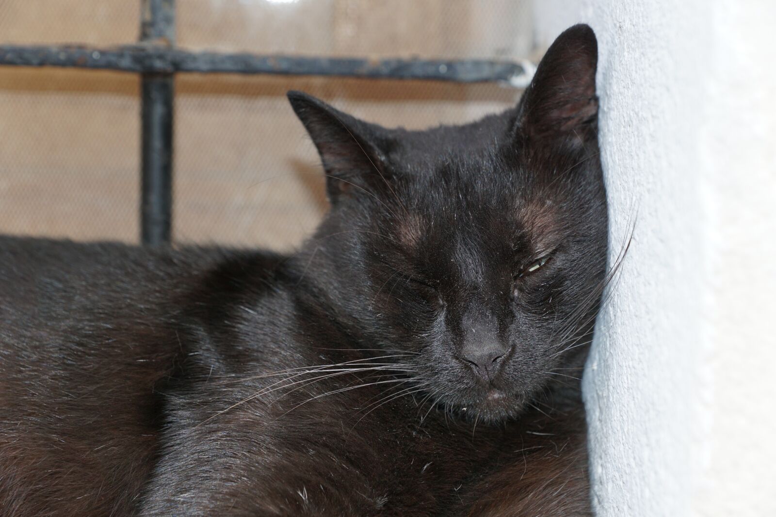 Sony ILCA-77M2 + Sony DT 16-50mm F2.8 SSM sample photo. Cat, sleep, animal photography