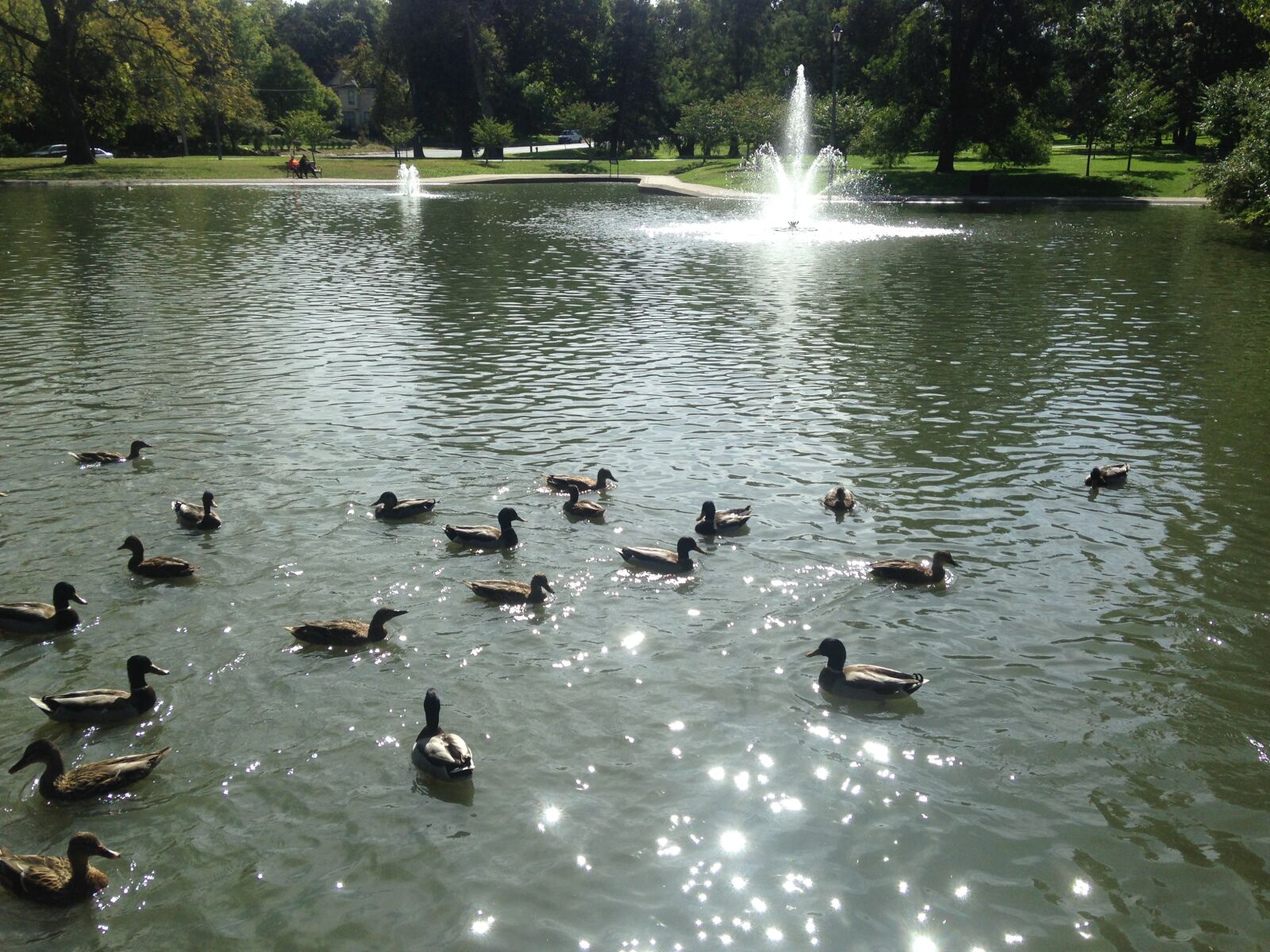 Apple iPhone 5c sample photo. Duck, pond, ducks, mallard photography