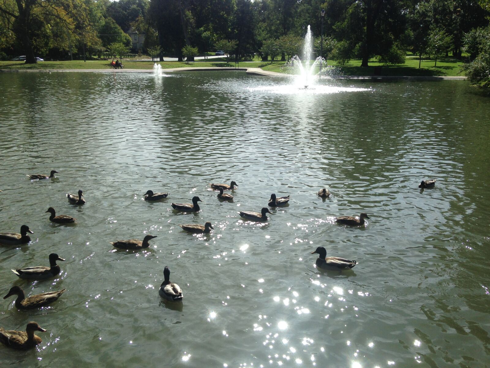 iPhone 5c back camera 4.12mm f/2.4 sample photo. Duck, pond, ducks, mallard photography