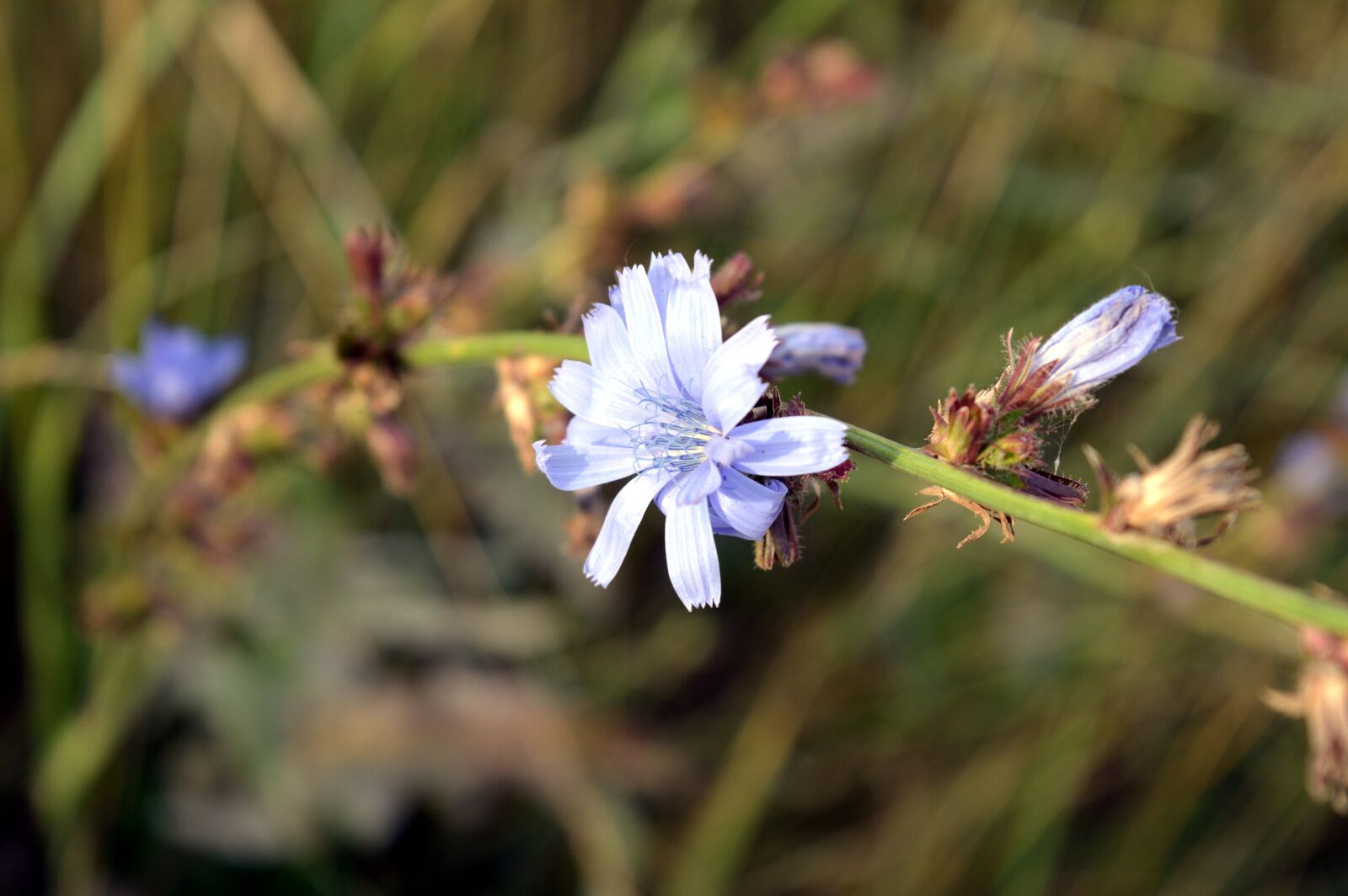 Nikon D3200 sample photo. Chicory, flower, plant photography