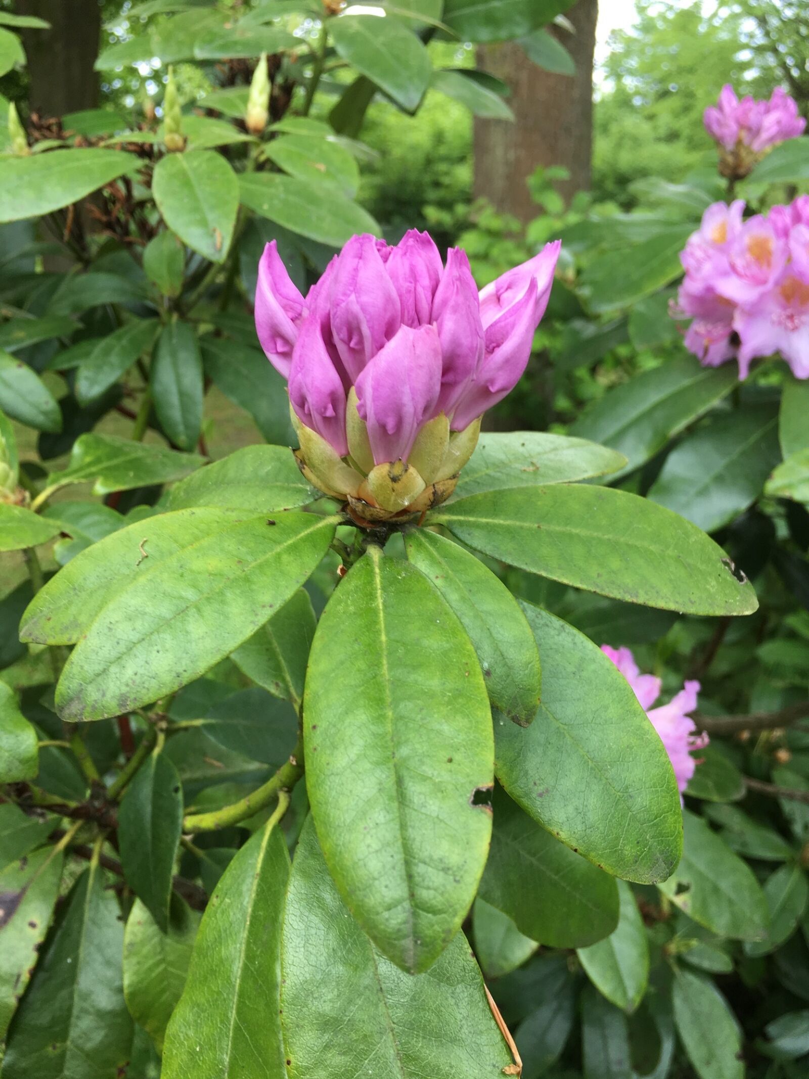 Apple iPhone 6s sample photo. Pink flower, nature, flower photography