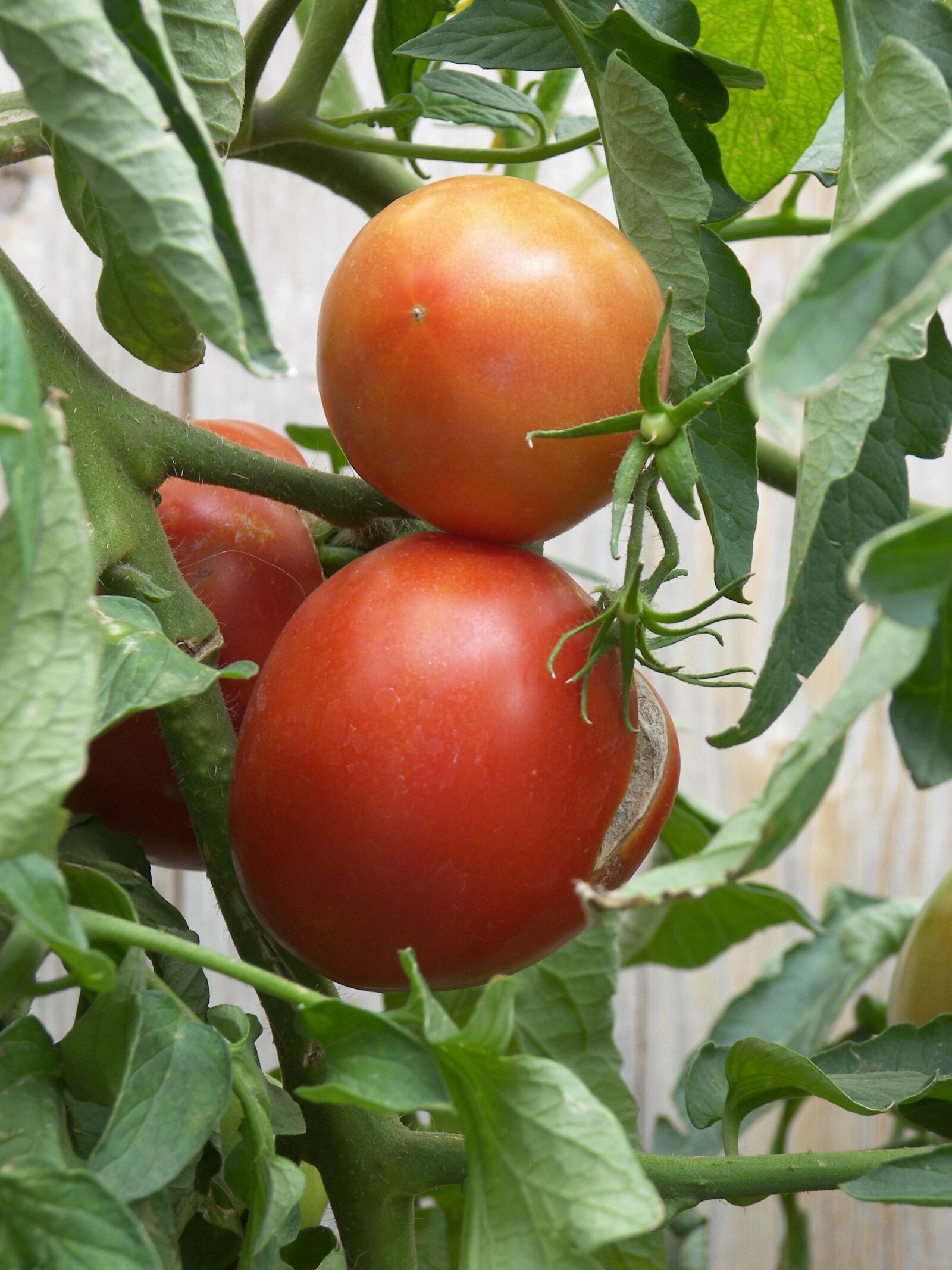 Kodak P880 ZOOM DIGITAL CAMERA sample photo. Tomatoes, tomato, food photography