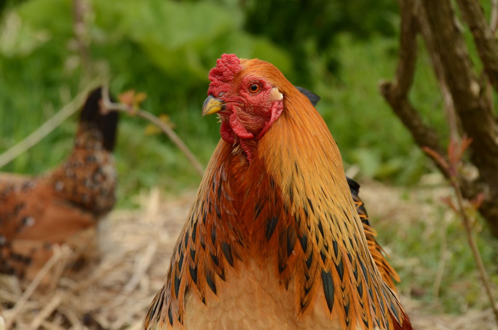 Nikon D7000 sample photo. Bird, chicken, them photography