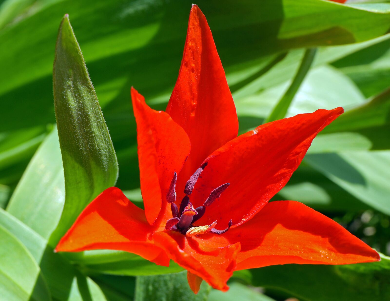 Panasonic Lumix DMC-GH3 sample photo. Dwarf tulip, spring, march photography