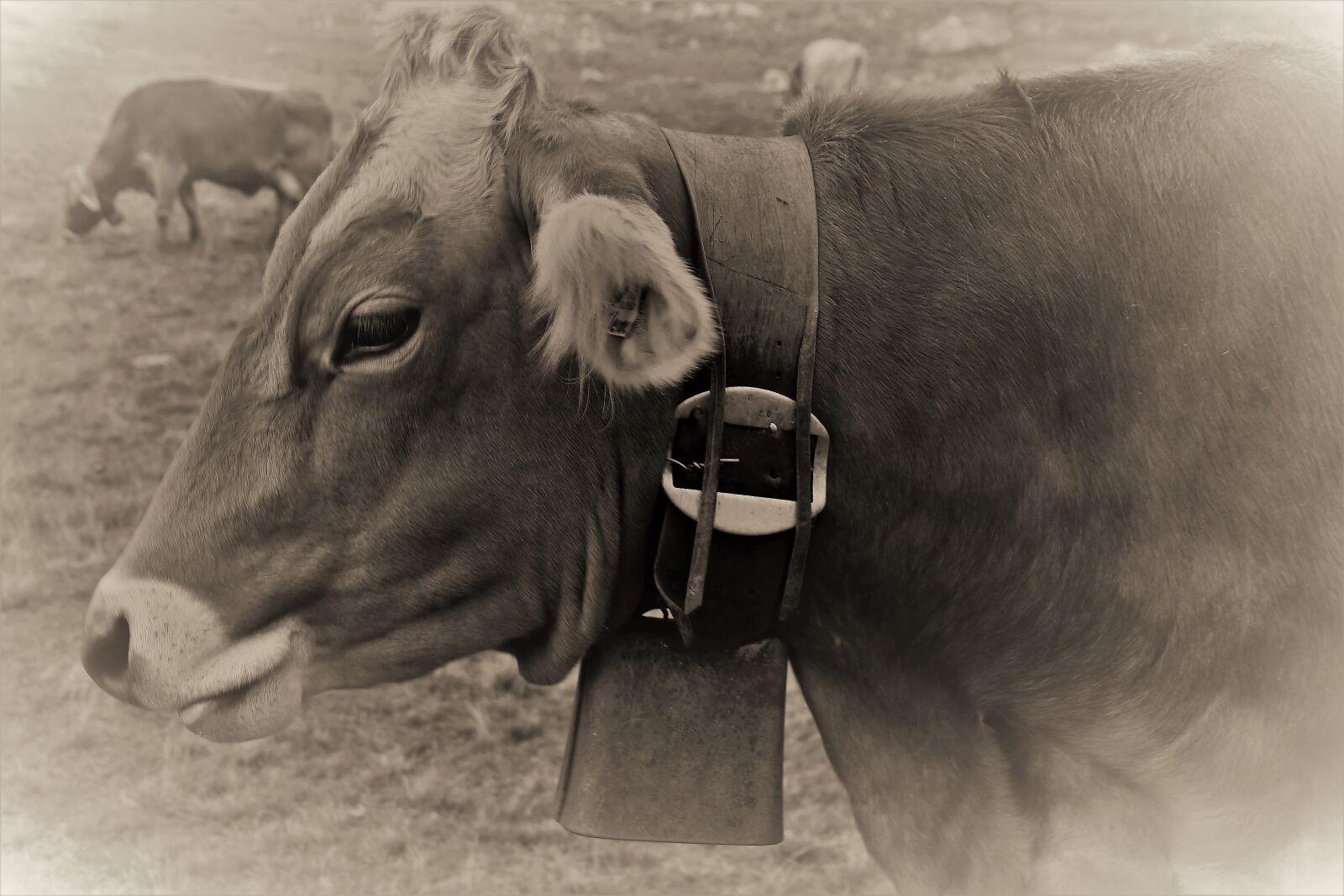 Canon EOS 80D sample photo. Ringtone, cow, alpine photography