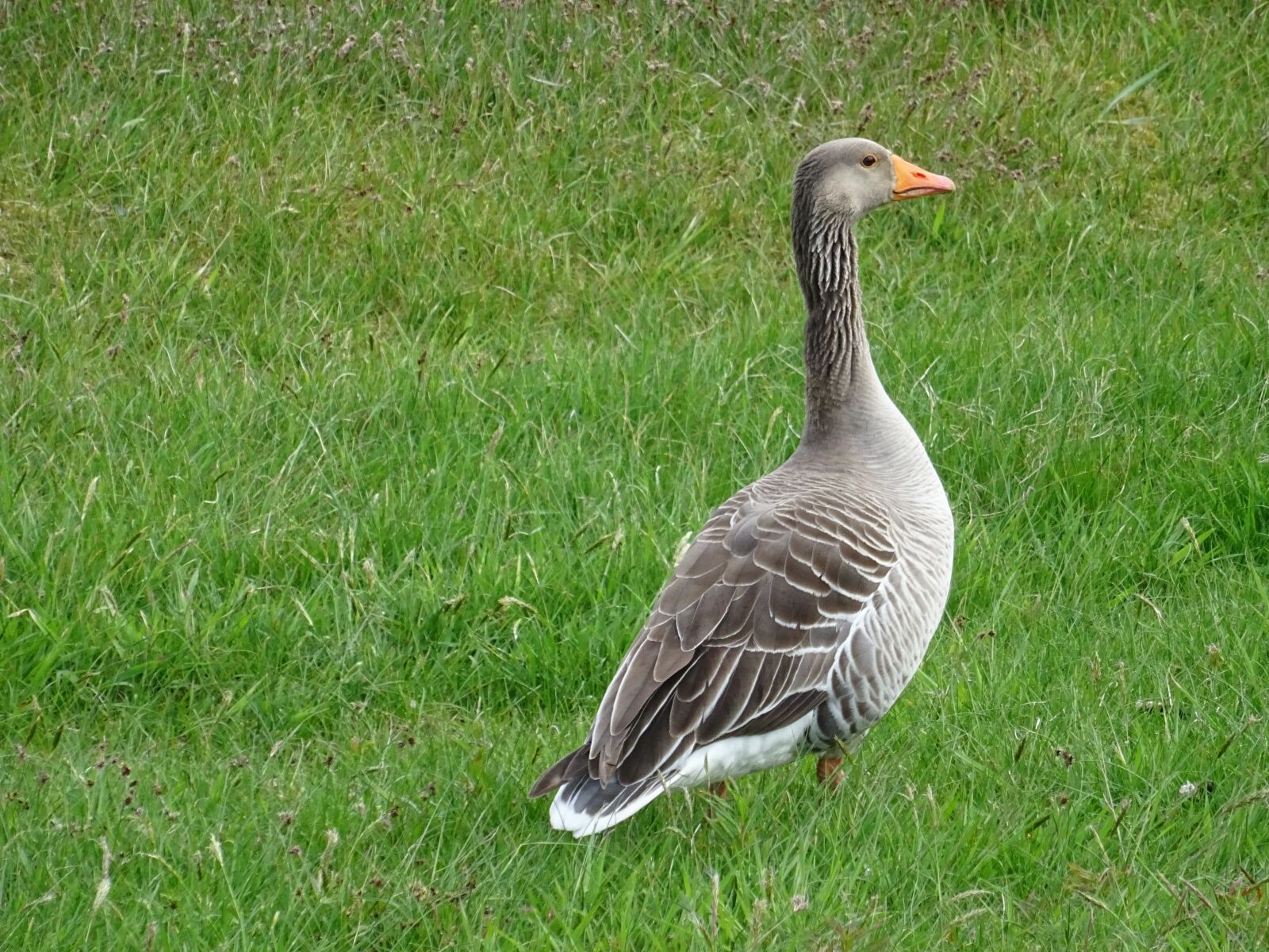 Sony DSC-HX60 sample photo. Goose, geese, wildfowl photography