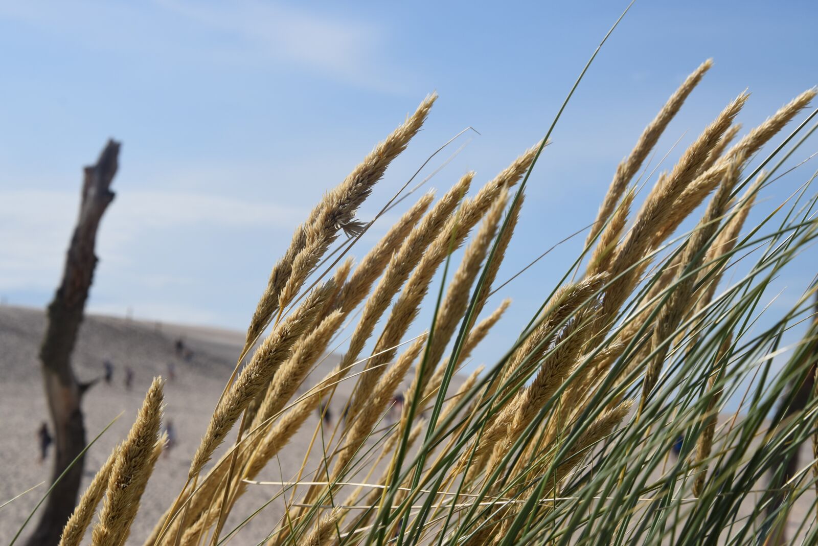 Nikon D5300 sample photo. Landscape, grass, sky photography
