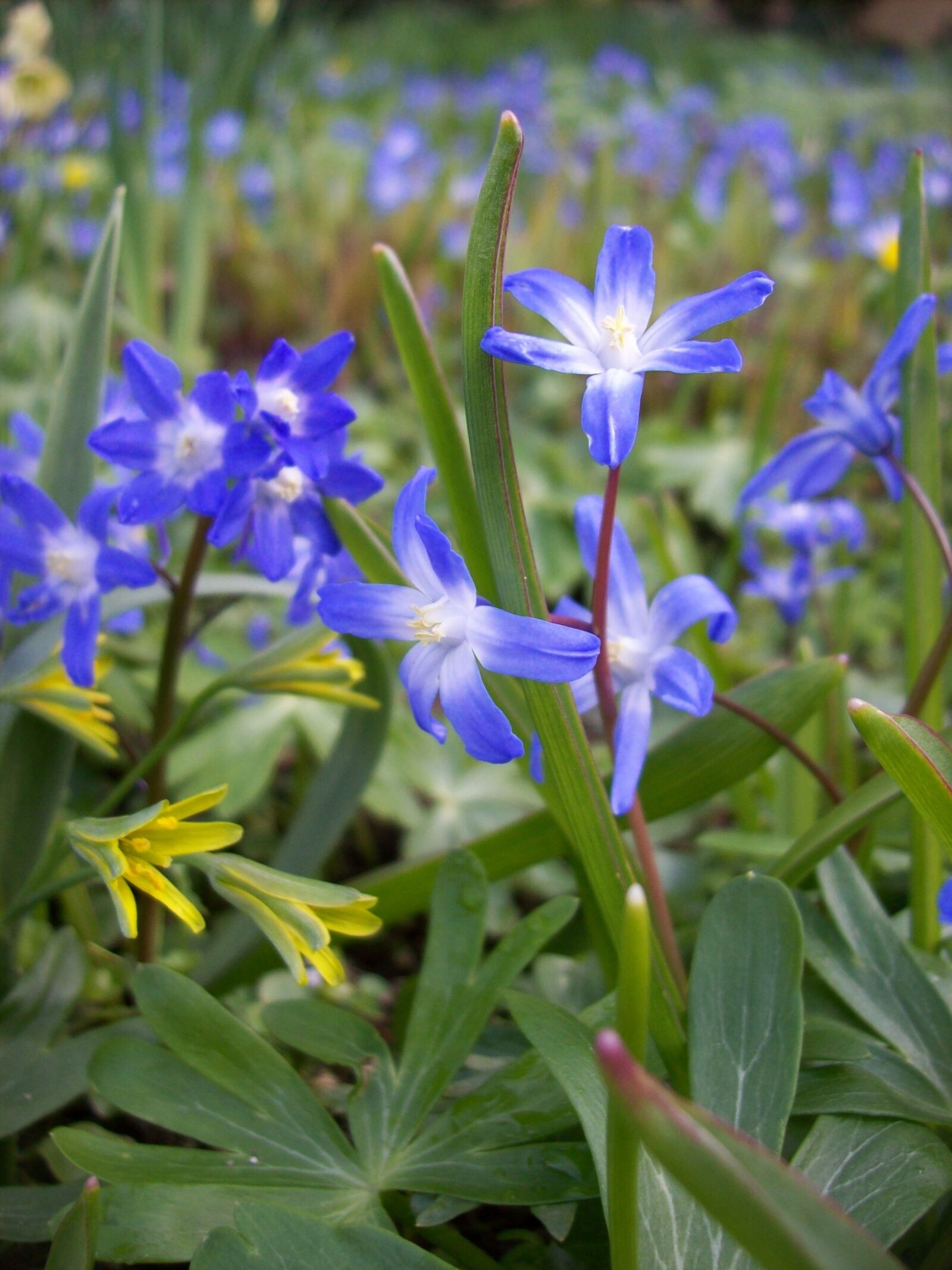 Kodak EASYSHARE C613 ZOOM DIGITAL CAMERA sample photo. Spring flowers, blue, flowers photography