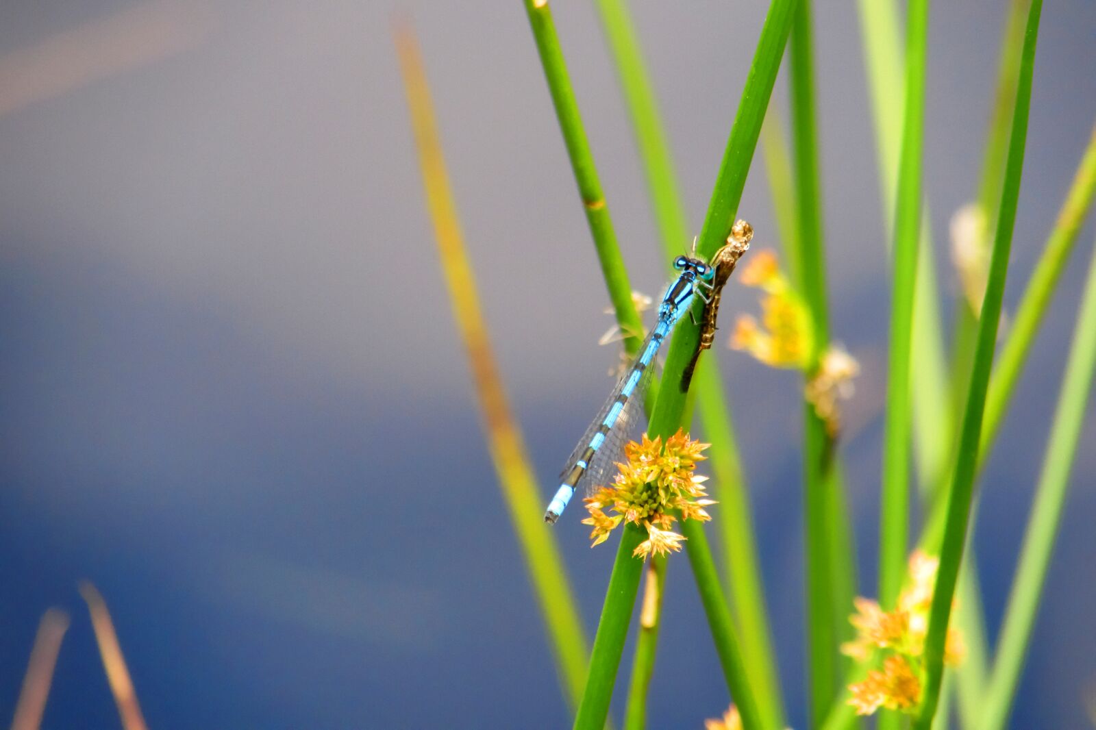 Canon PowerShot SX510 HS sample photo. Insect, dragonfly photography