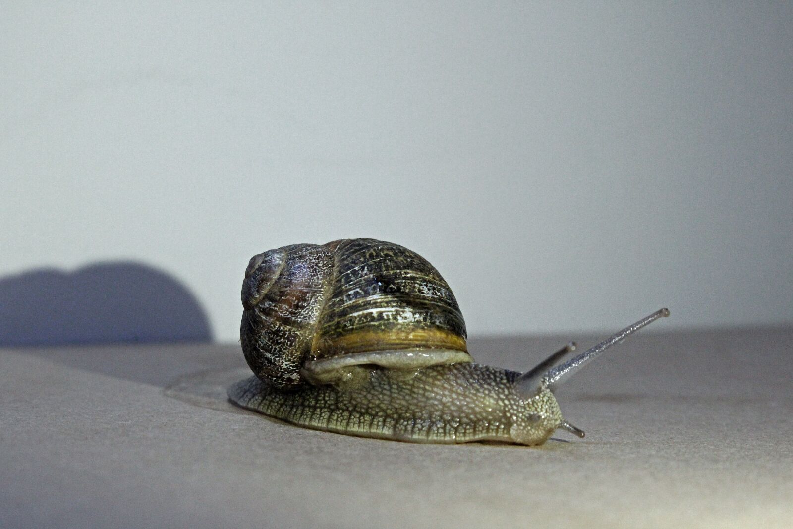 Canon EOS 700D (EOS Rebel T5i / EOS Kiss X7i) sample photo. Snail, animal, shell photography