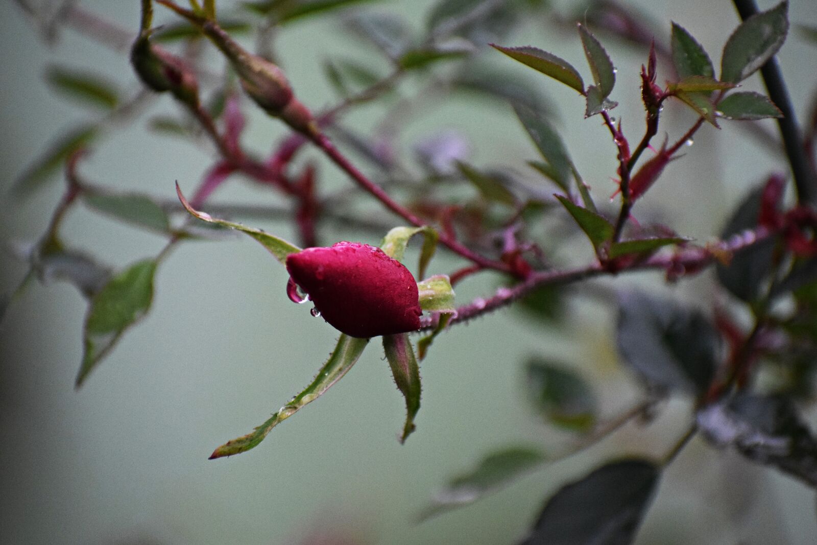 Nikon D3300 sample photo. Rain, water, droplets photography