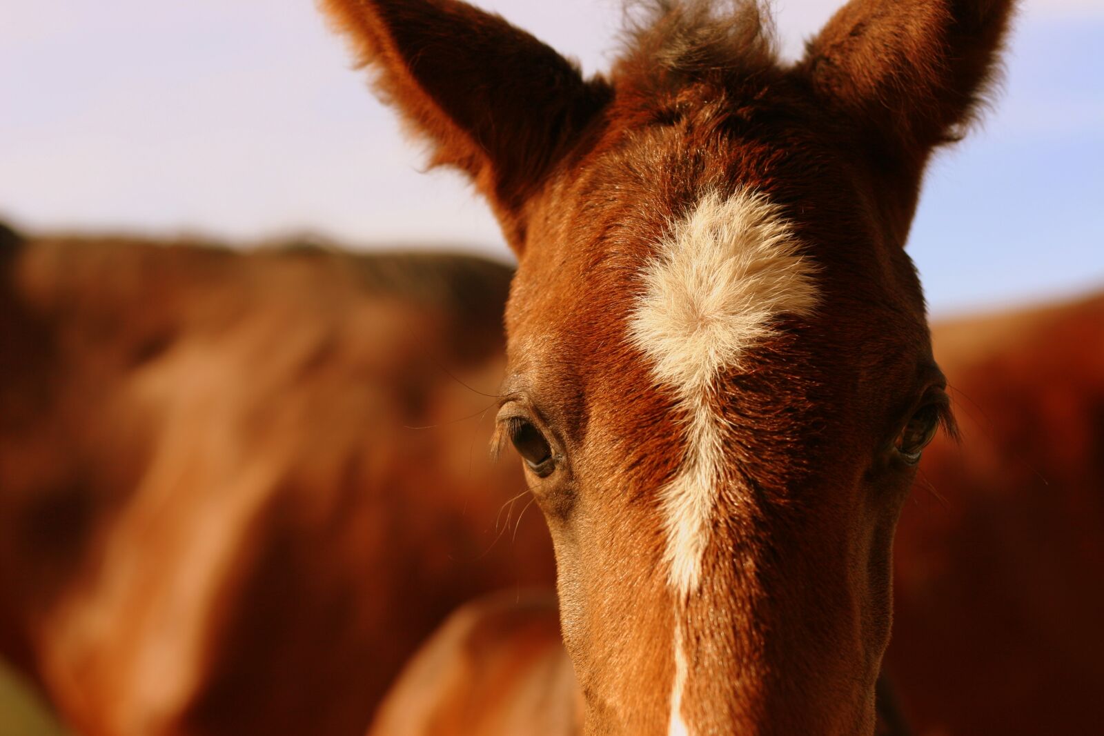 Canon EOS 20D sample photo. Foal, chestnut, horse photography