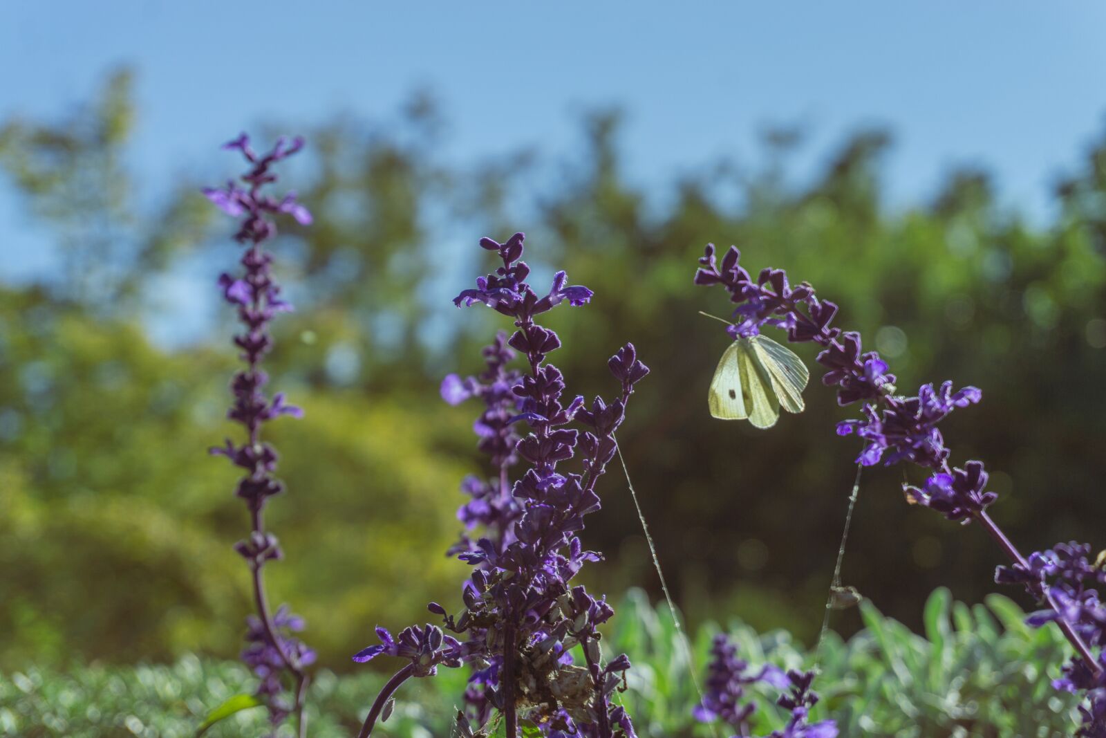 Sony E 16-50mm F3.5-5.6 PZ OSS sample photo. Lavender, butterfly on lavender photography