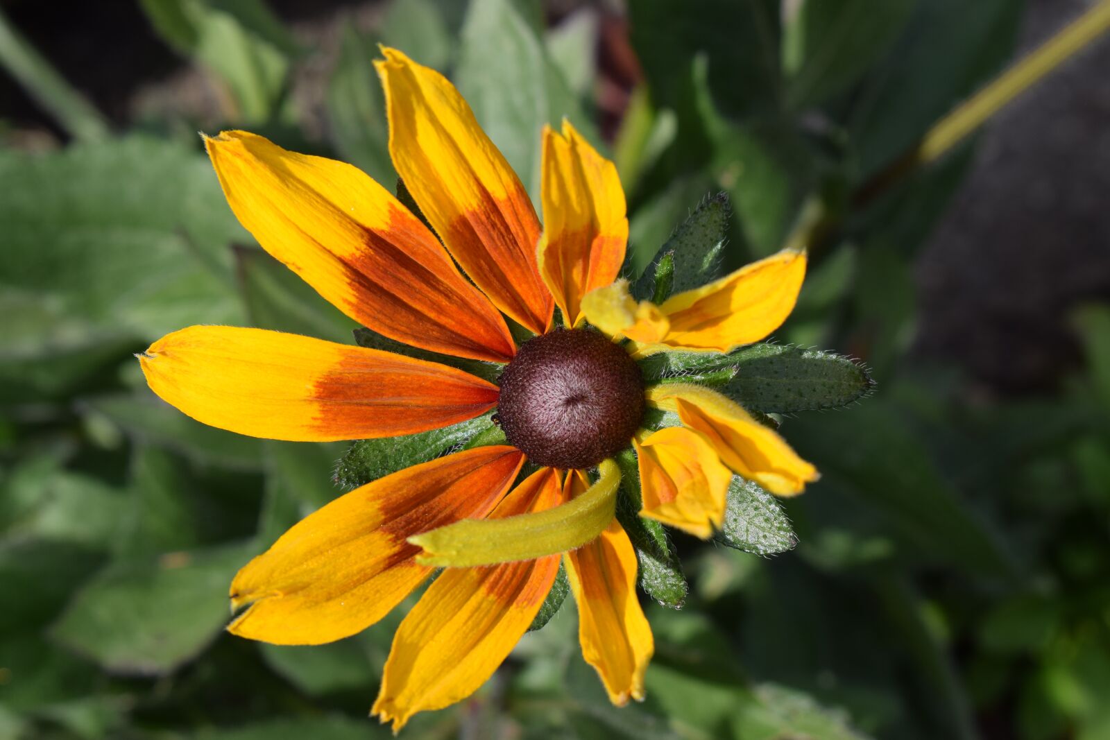 Nikon D3300 sample photo. Flower, coneflower, sunny yellow photography