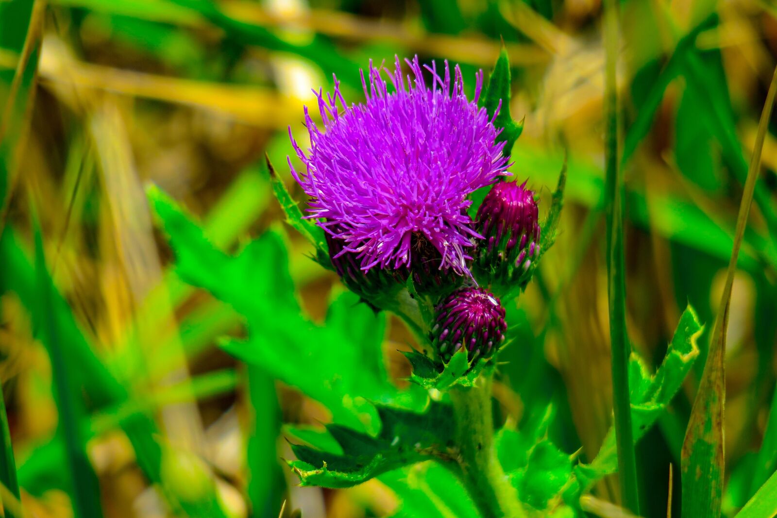 Canon PowerShot G3 X sample photo. Mountain thistle, xie, plant photography