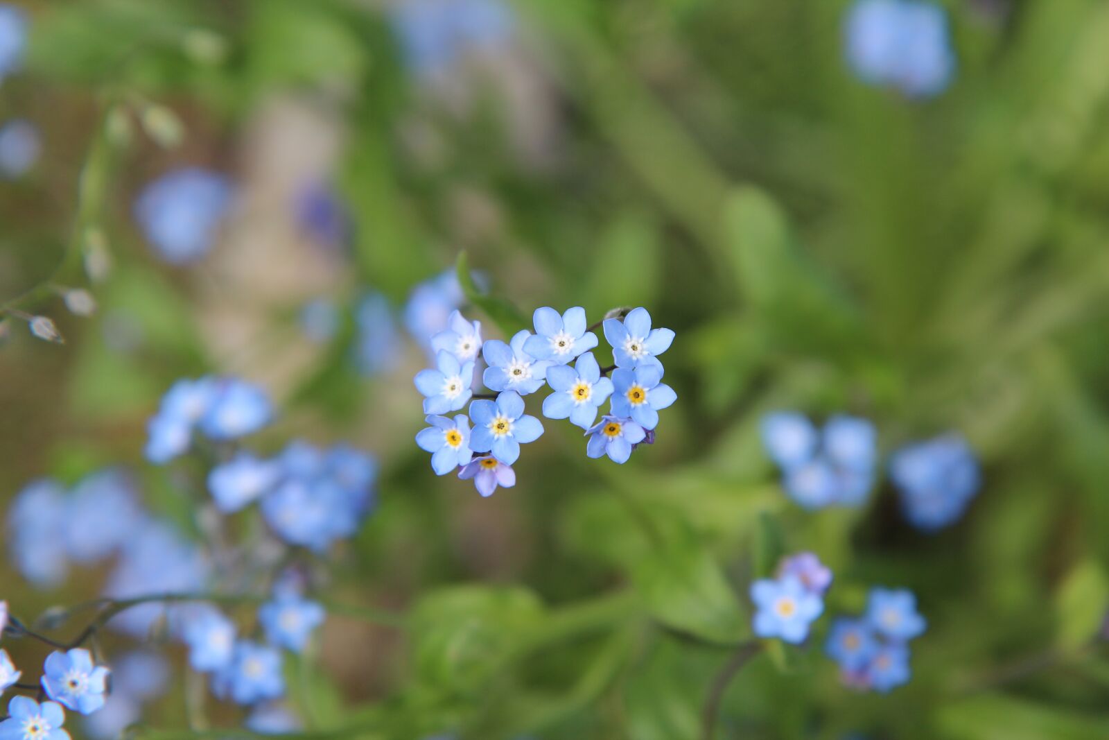 Canon EOS 600D (Rebel EOS T3i / EOS Kiss X5) sample photo. Myosotis, blue flowers, small photography