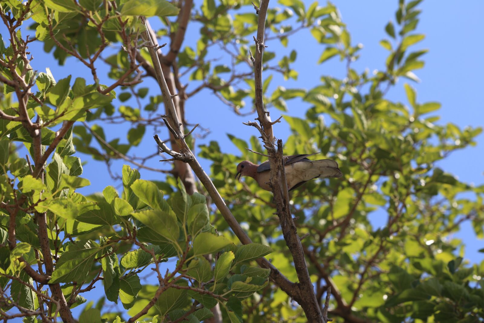 Canon EOS 6D + Canon EF 24-105mm F4L IS USM sample photo. Bird, tree, nature photography