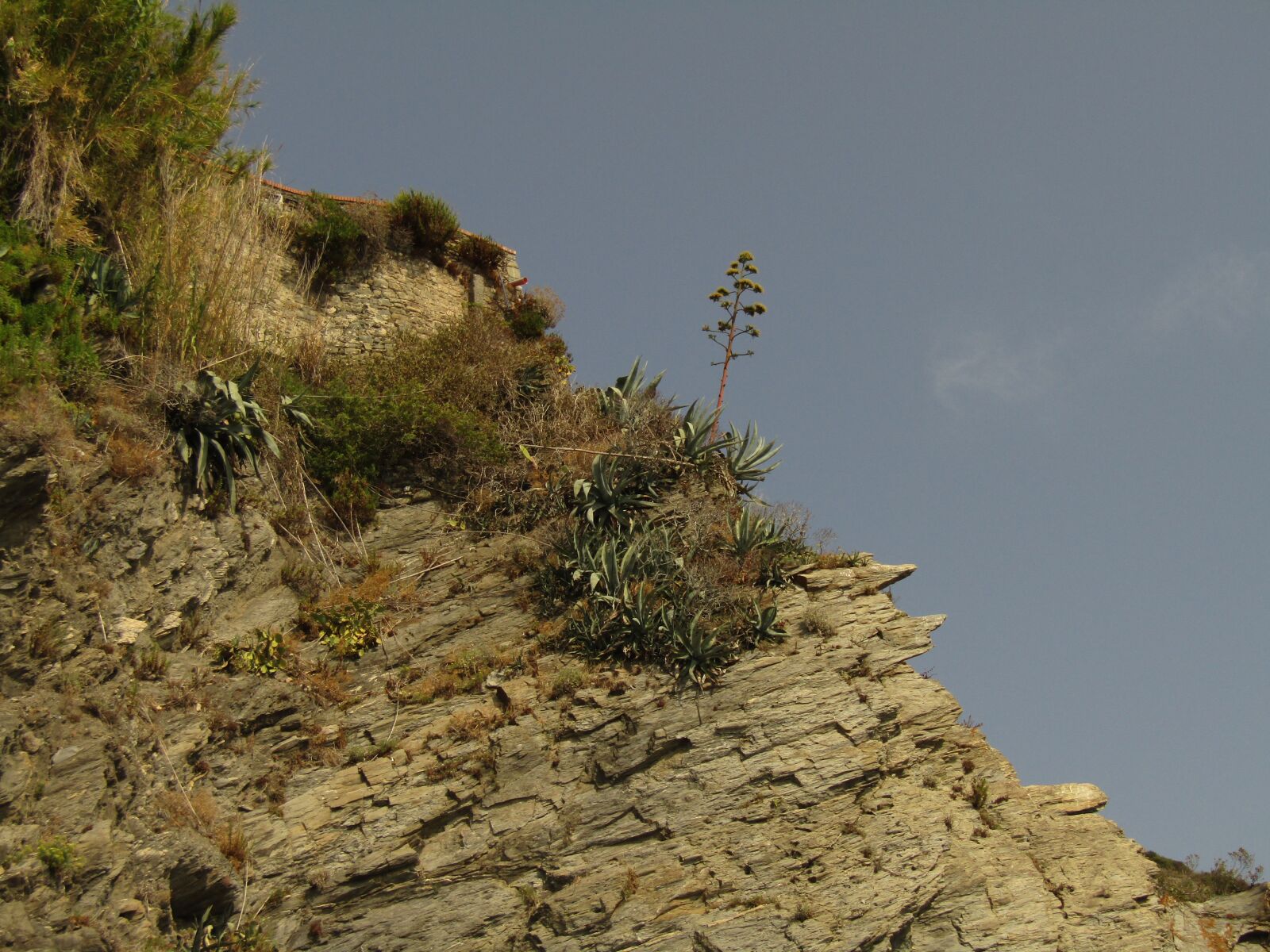 Canon PowerShot SX410 IS sample photo. Plant, liguria, cinque terre photography