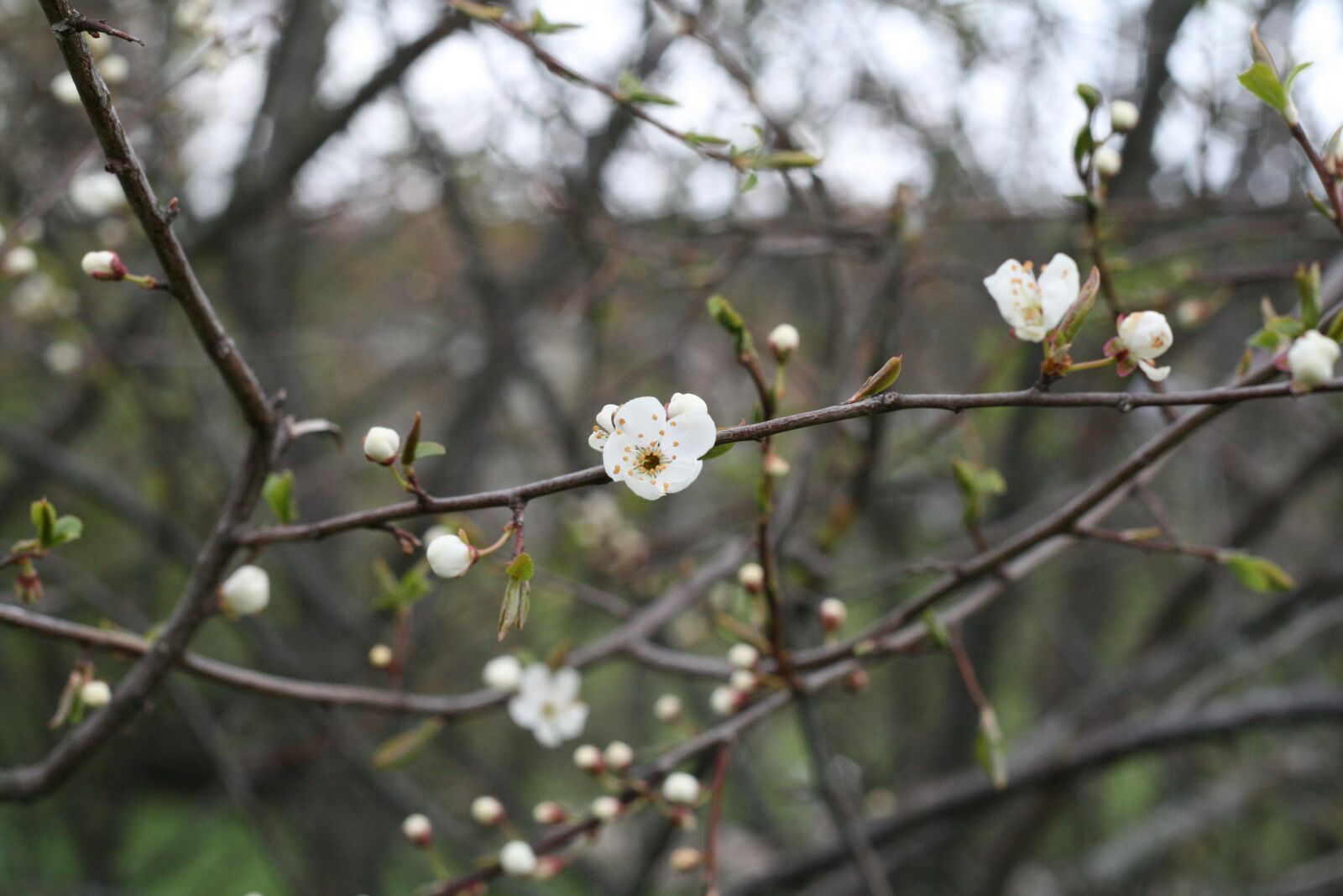 Canon EOS 400D (EOS Digital Rebel XTi / EOS Kiss Digital X) sample photo. Spring, flower, tree photography