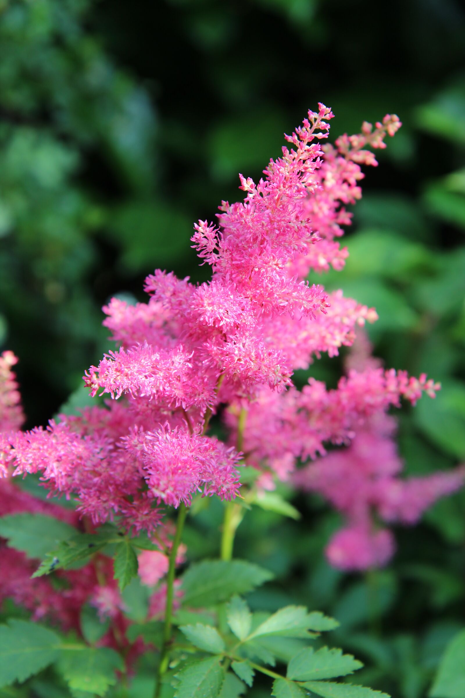 Canon EOS 600D (Rebel EOS T3i / EOS Kiss X5) + Sigma 12-24mm f/4.5-5.6 EX DG ASPHERICAL HSM + 1.4x sample photo. Astilbe, flowering, astilbe pink photography