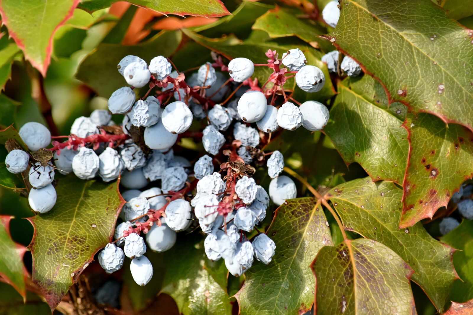 Nikon D5500 sample photo. Berries, shrub, flora, plant photography