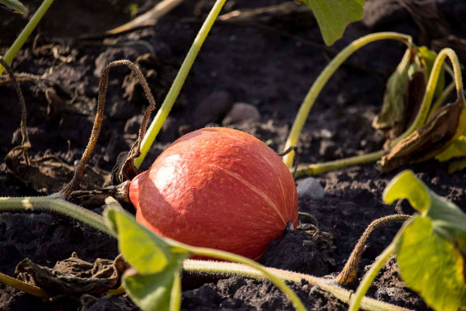 Canon EF-S 55-250mm F4-5.6 IS STM sample photo. Pumpkin, horticulture, agriculture photography