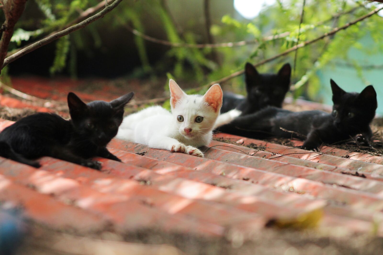 Canon EF75-300mm f/4-5.6 sample photo. Cute, nature, animal photography