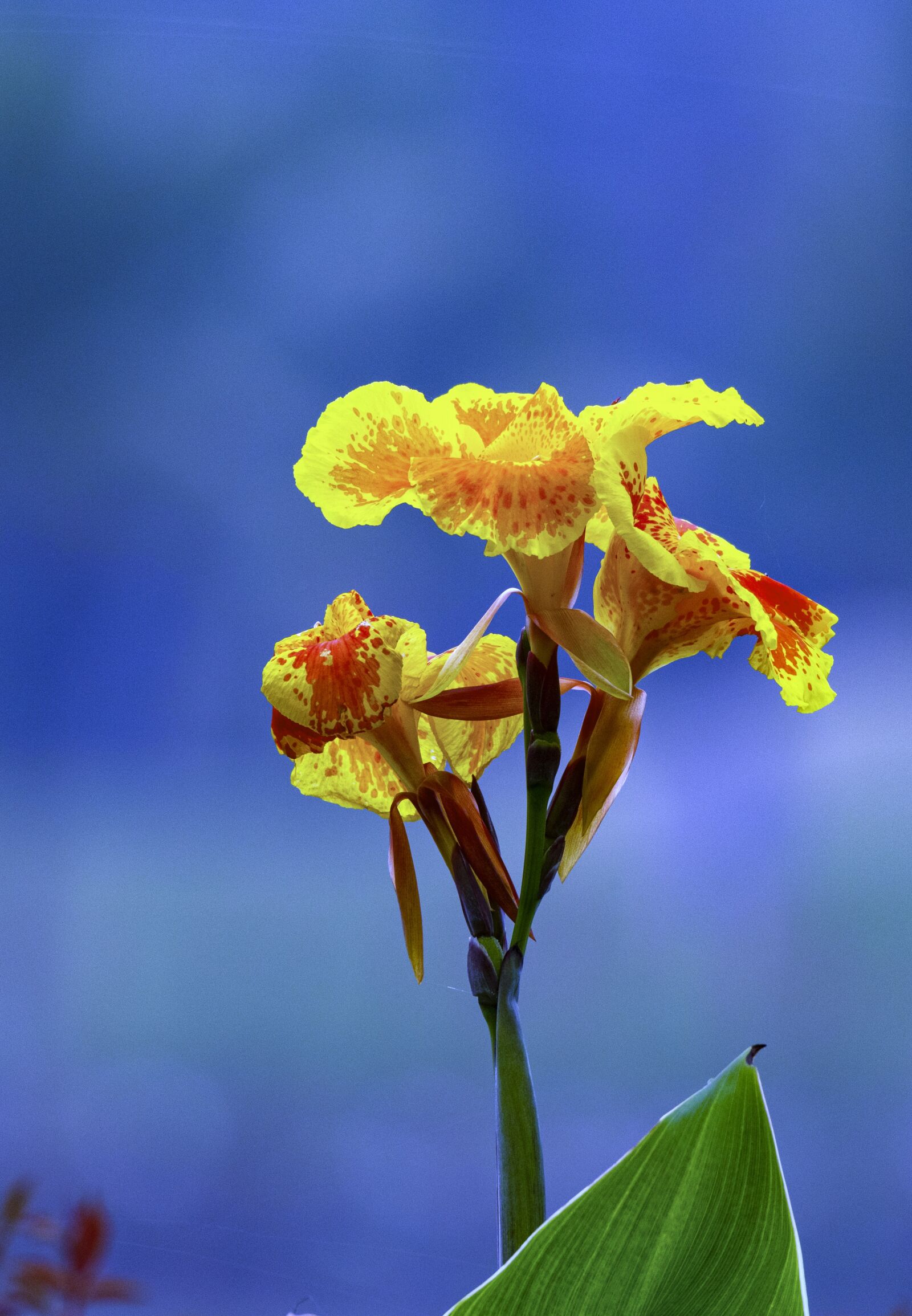 Nikon D810 sample photo. Flower, tree, nice photography