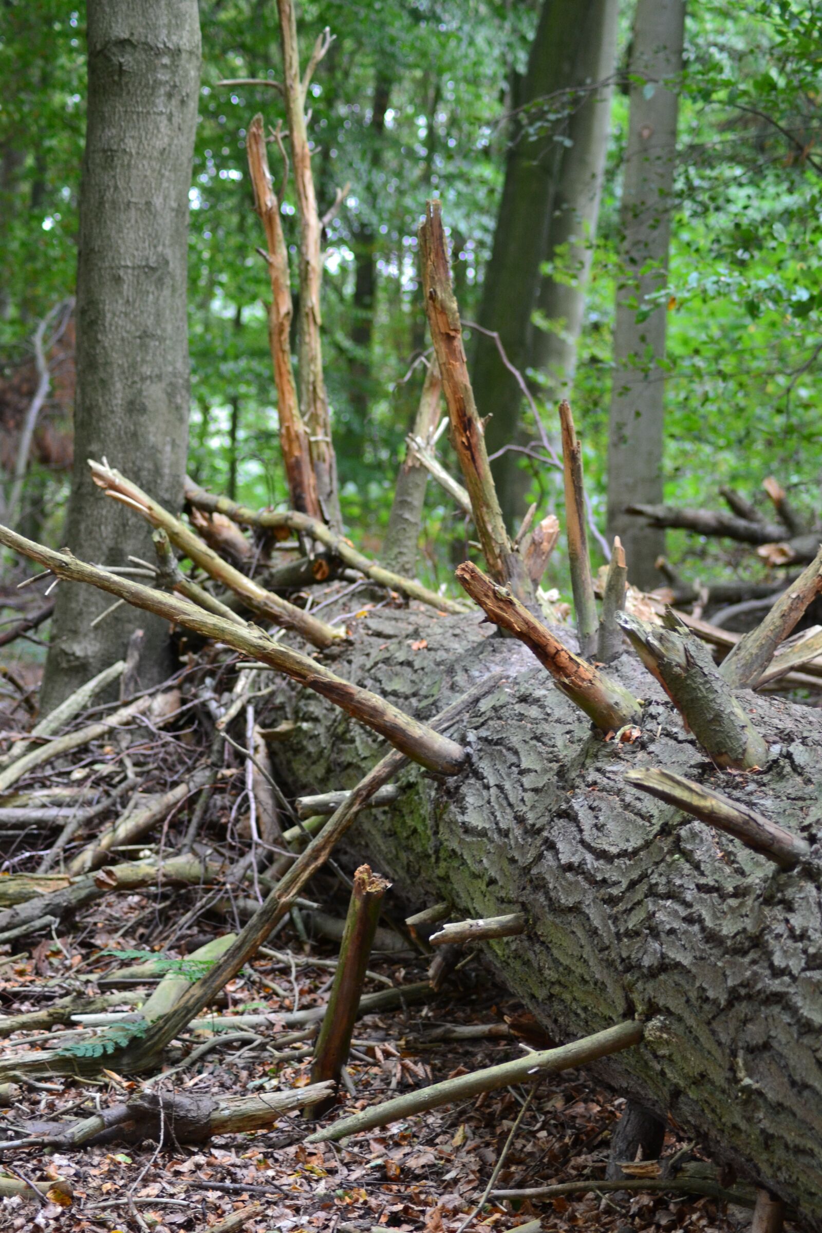 Nikon D3100 sample photo. Tree, fallen tree, aesthetic photography